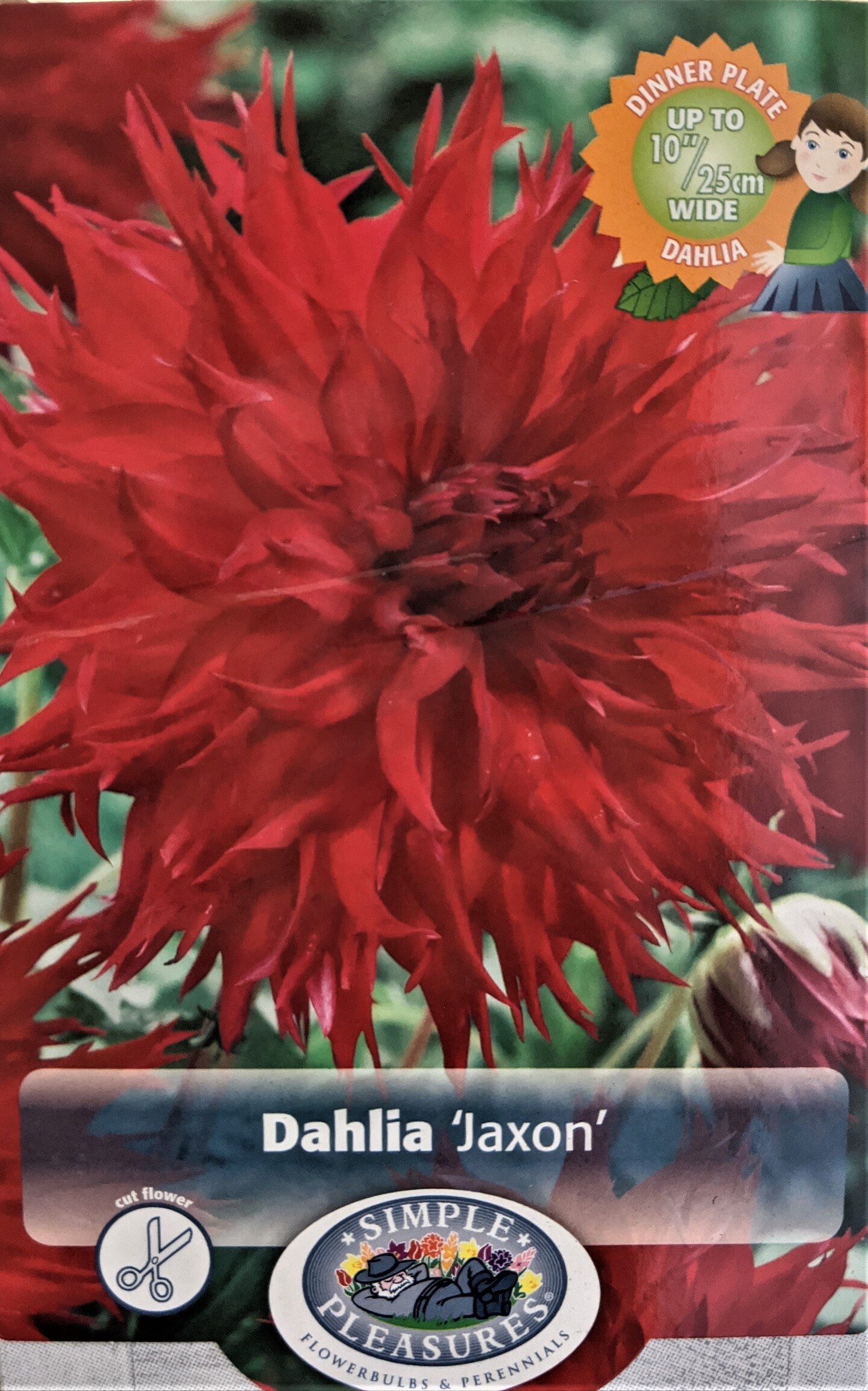 Jaxon Semi-Cactus Dahlia - Huge Dinnerplate - #1 Size Root Clump - Deep Red