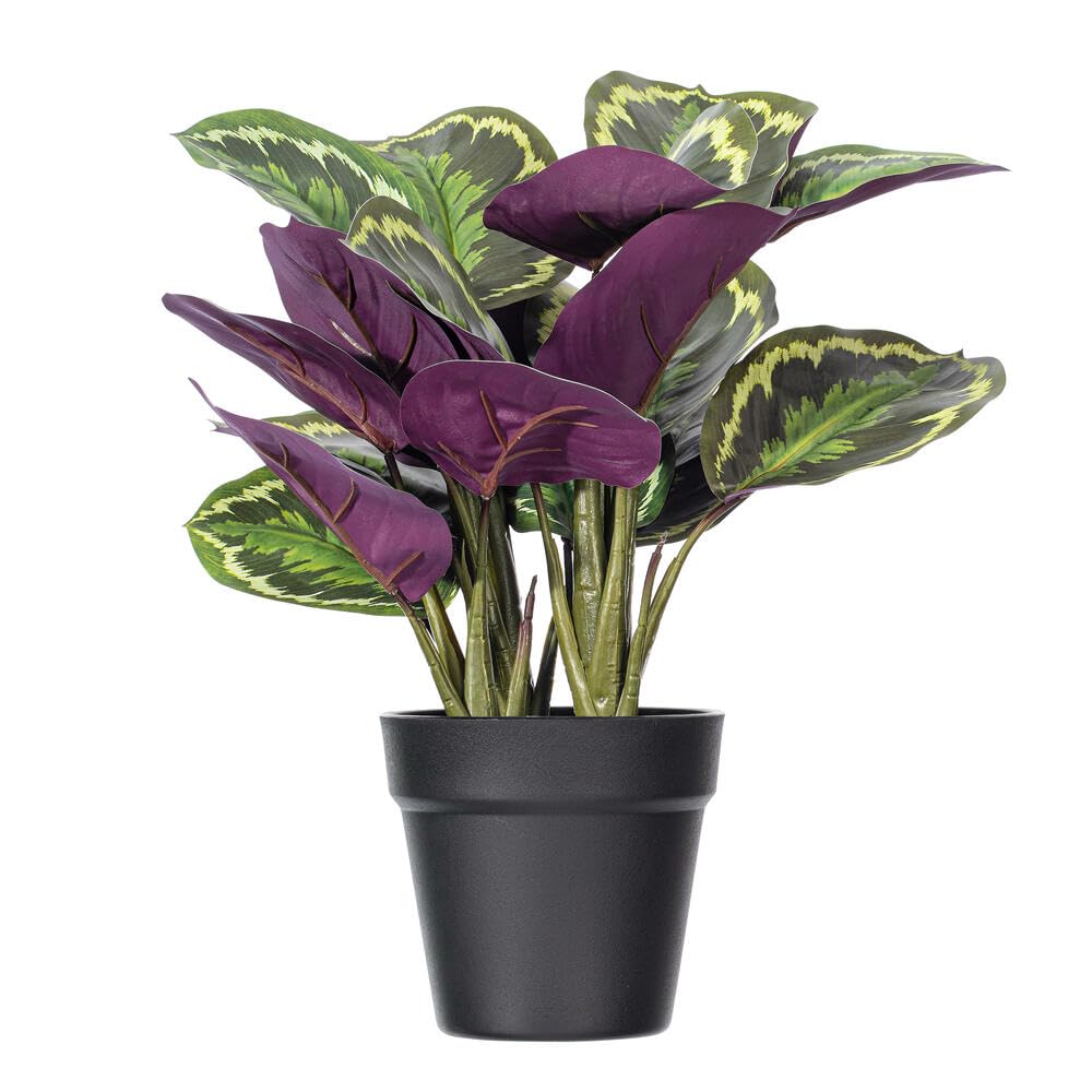 efeu atropurpurea Lila Kleines Immergrün (Vinca minor 'Atropurpurea') main image 1