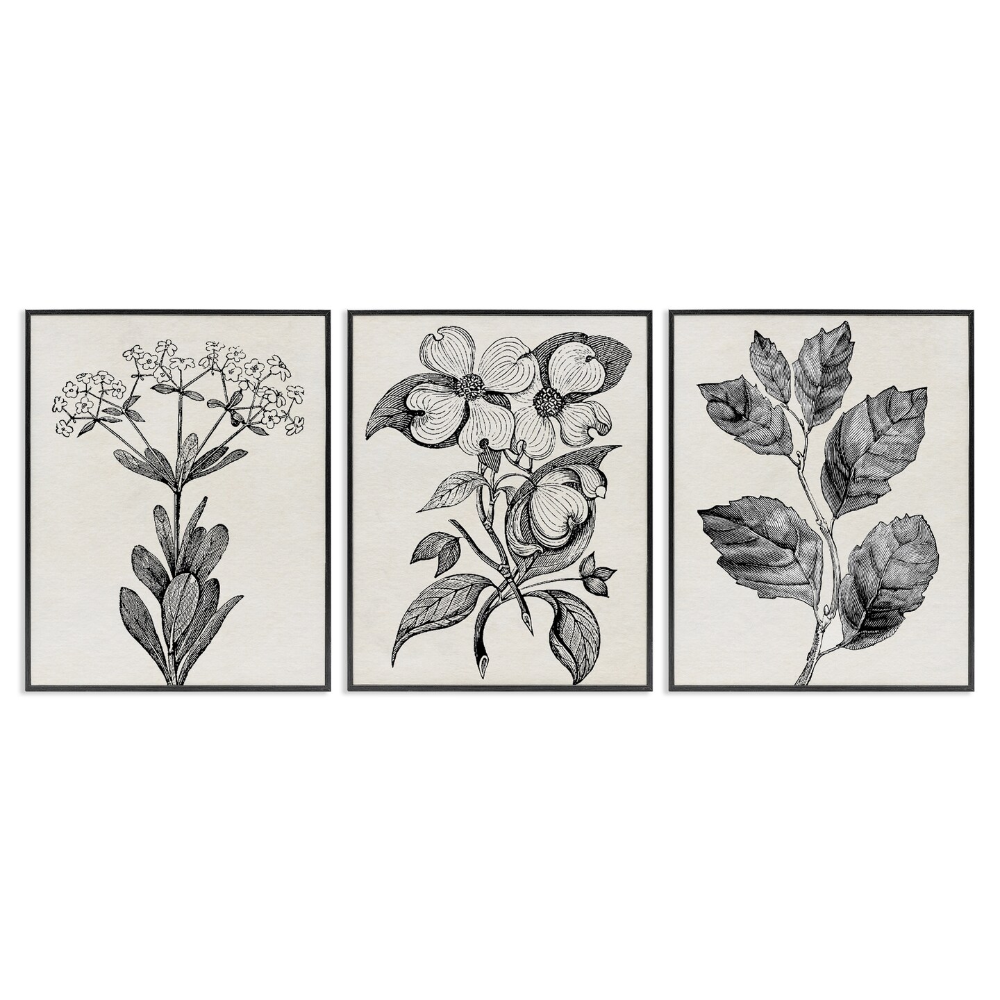 Stupell Industries Classic Natural Botanicals 3pc Framed Giclee Set, design by Karen Smith