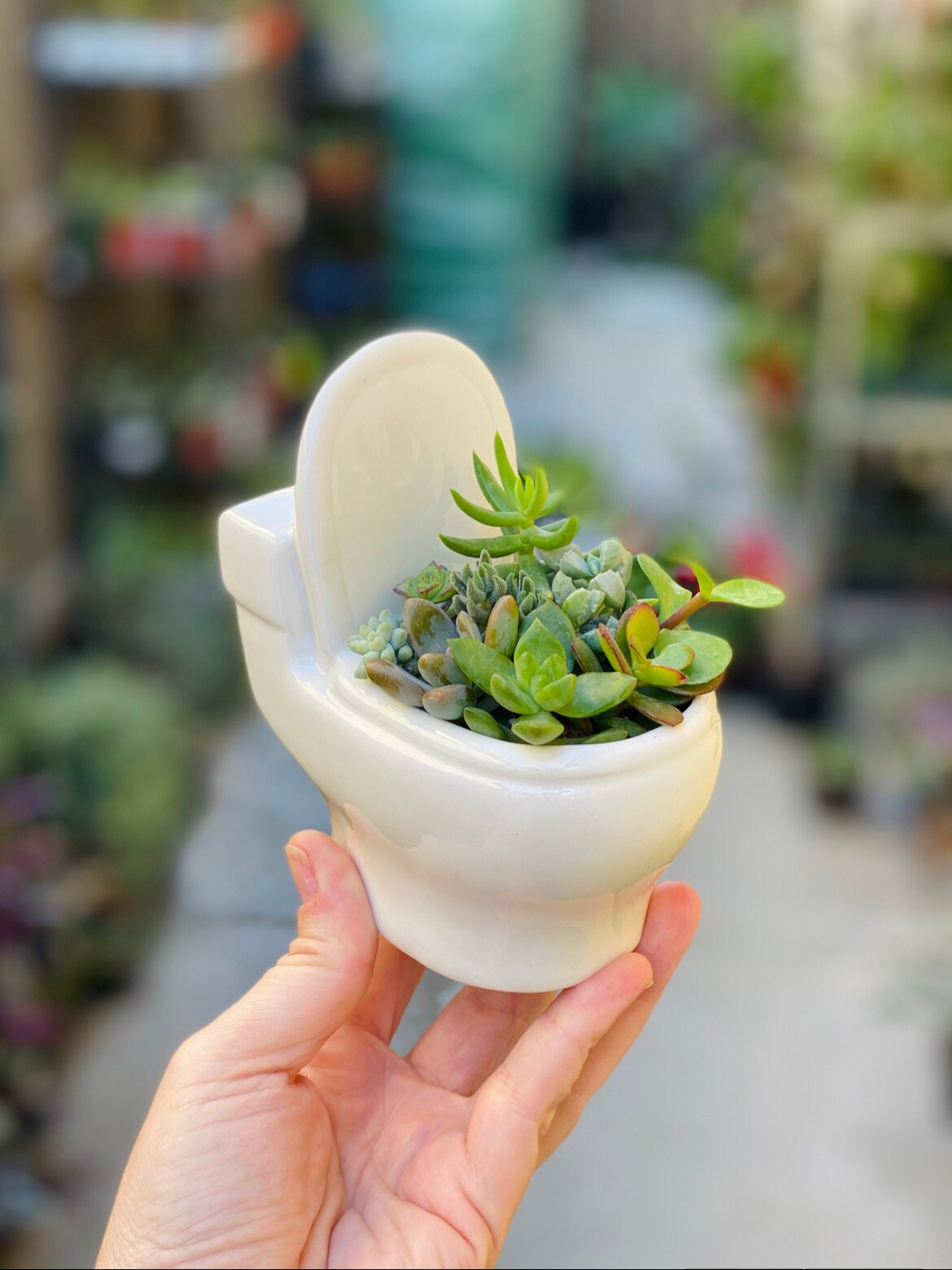 Ceramic Toilet Planter, Comes With A Assortment of Succulent Cuttings to  Make Your Own Planter, DIY, | MakerPlace by Michaels