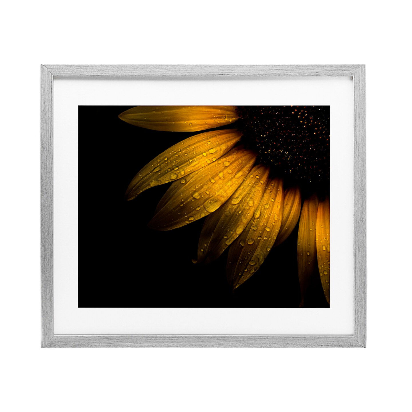 Stupell Industries Water Droplets on Sunflower Framed Print Under Glass, design by Brian Carson Photography