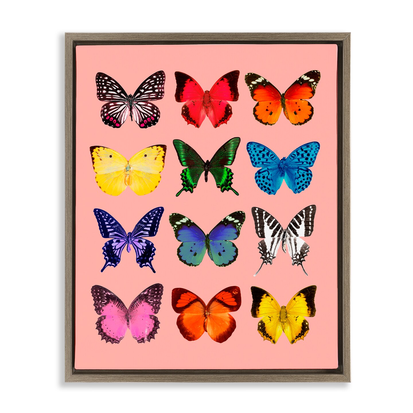 Stupell Industries Butterfly Species on Pink Floating Frame, design by LISH Creative