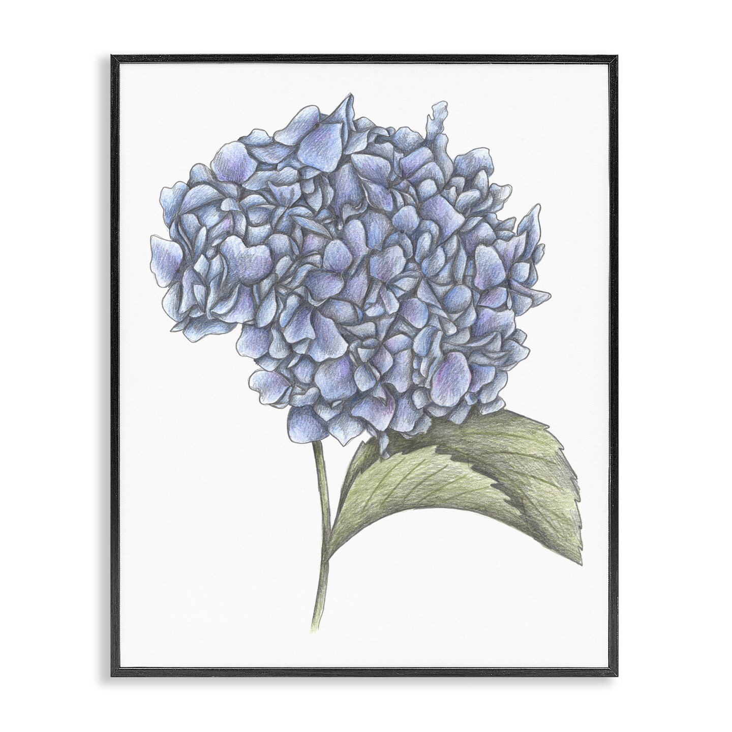 Stupell Industries Hydrangea Sketch Blossom Framed Giclee, design by Cecilia Battaini
