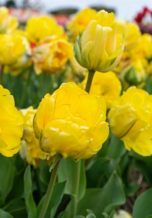 Akebono Double Late Tulip - 5 Bulbs - 12/+ cm - Fragrant