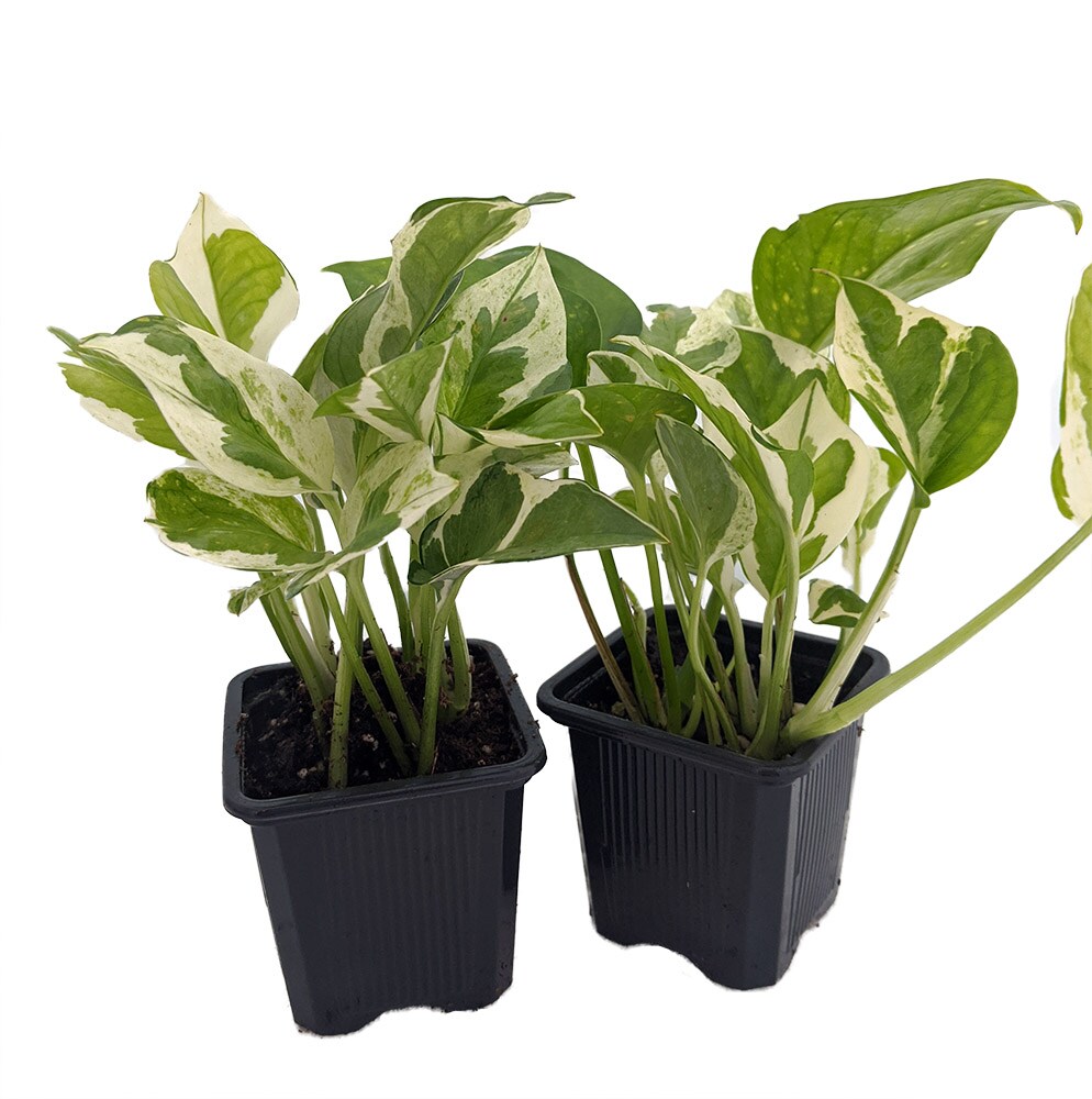 N Joy Pothos - Epipremnum aureum - 2 Plants 3&#x22; Pots - Good in Low Light