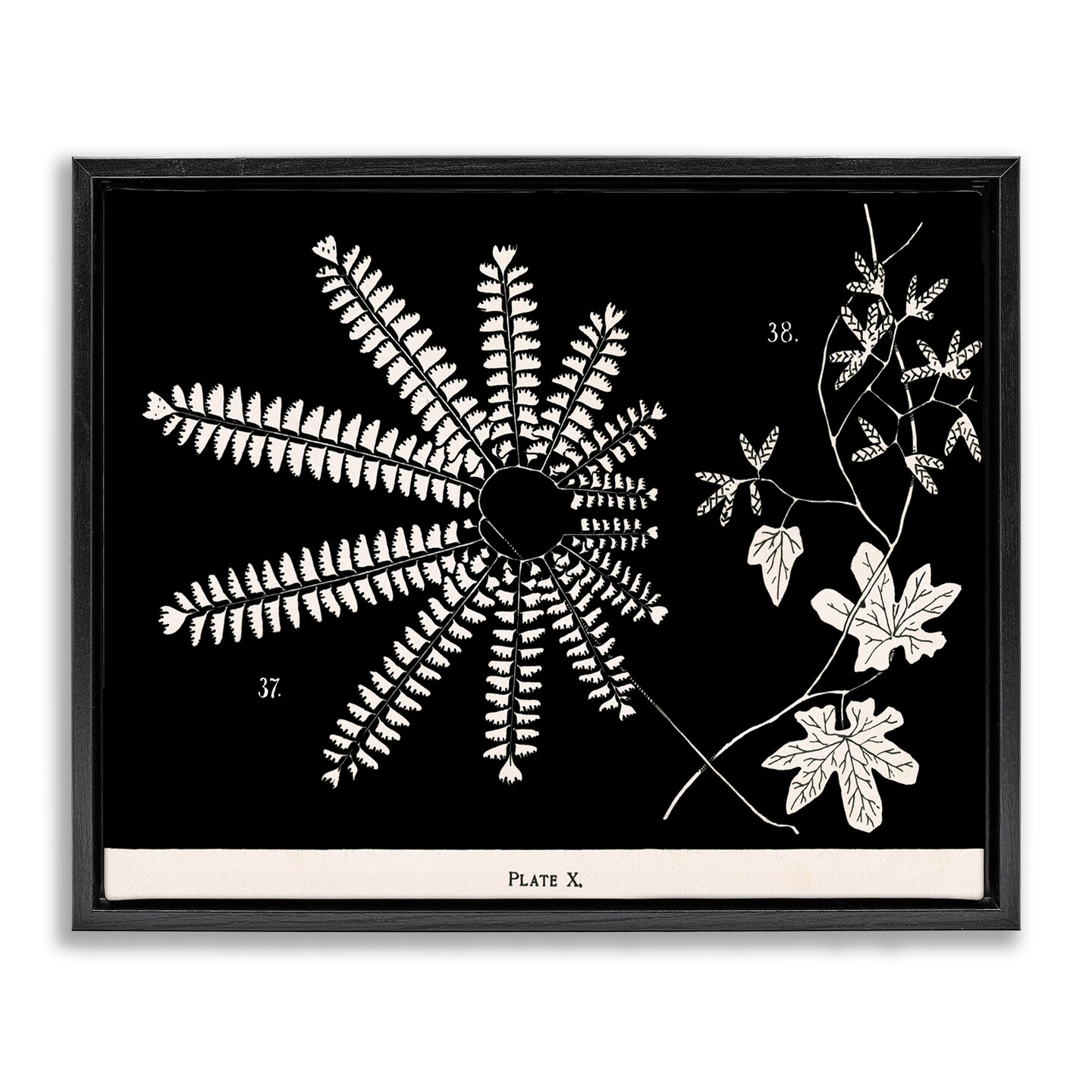 Stupell Industries Ferns & Leaves on Black Floating Frame Design by ...