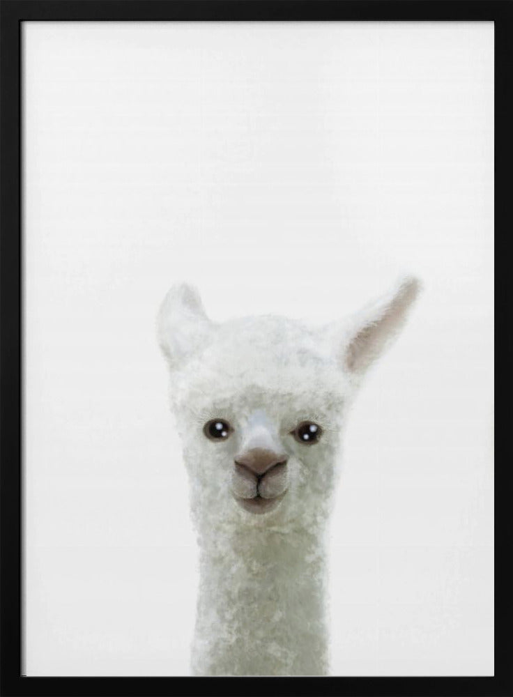 Llama - Pictufy Studio II 24x36 Black Framed Art | Home or Office Art