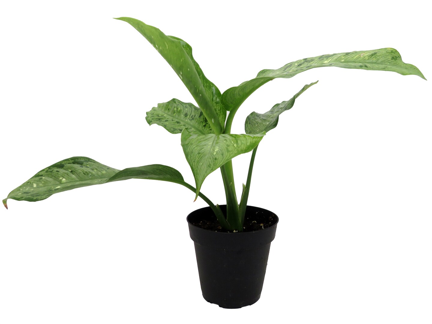 Tropic Snow Dieffenbachia Plant  - 3.5&#x22; Pot