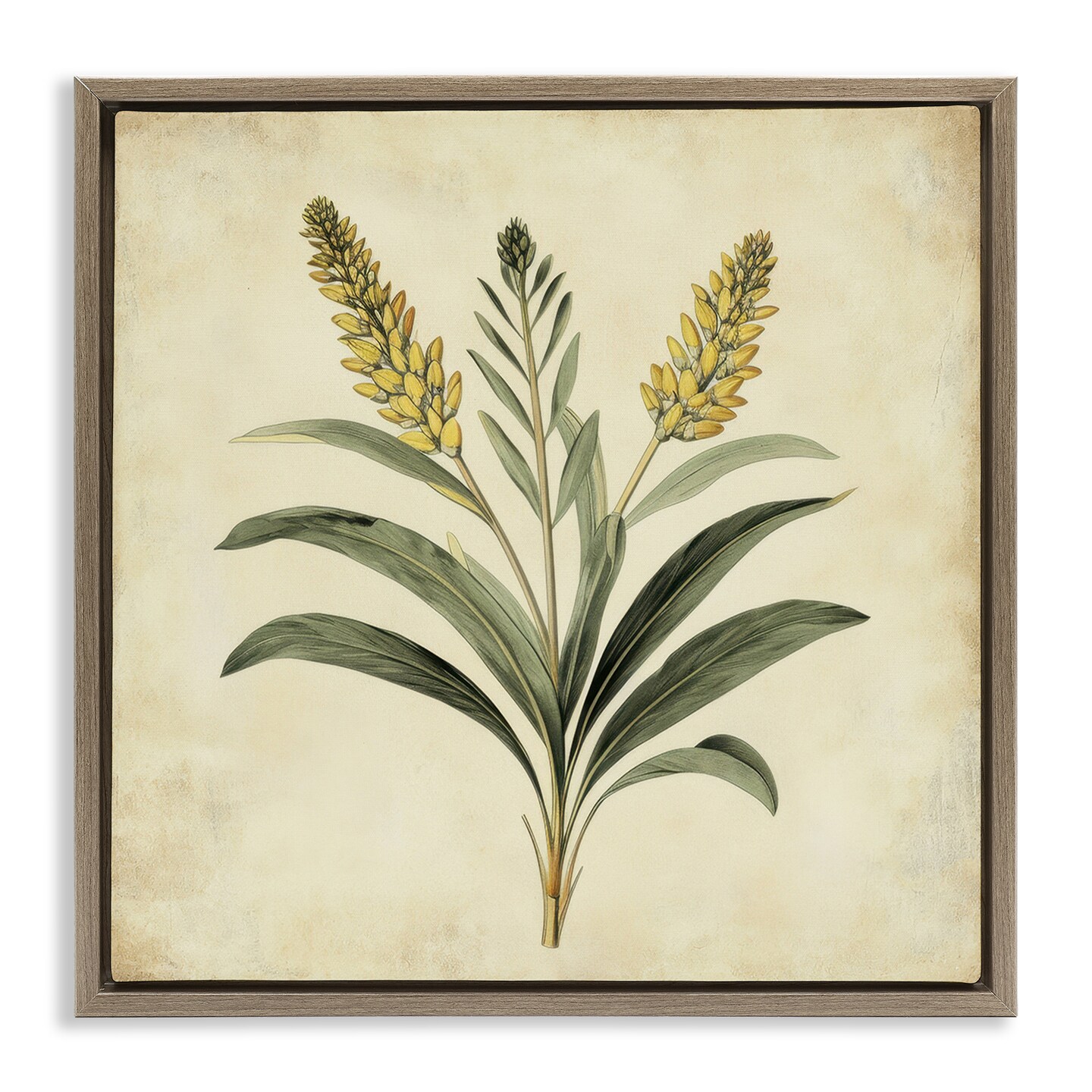 Stupell Industries Vintage Yellow Wheat Illustration Floating Frame, design by Petal Prints Design