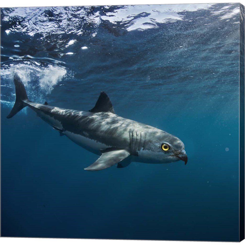 Birdshark by Pixelmated Animals 12&#x22; x 12&#x22; Canvas Wall Art