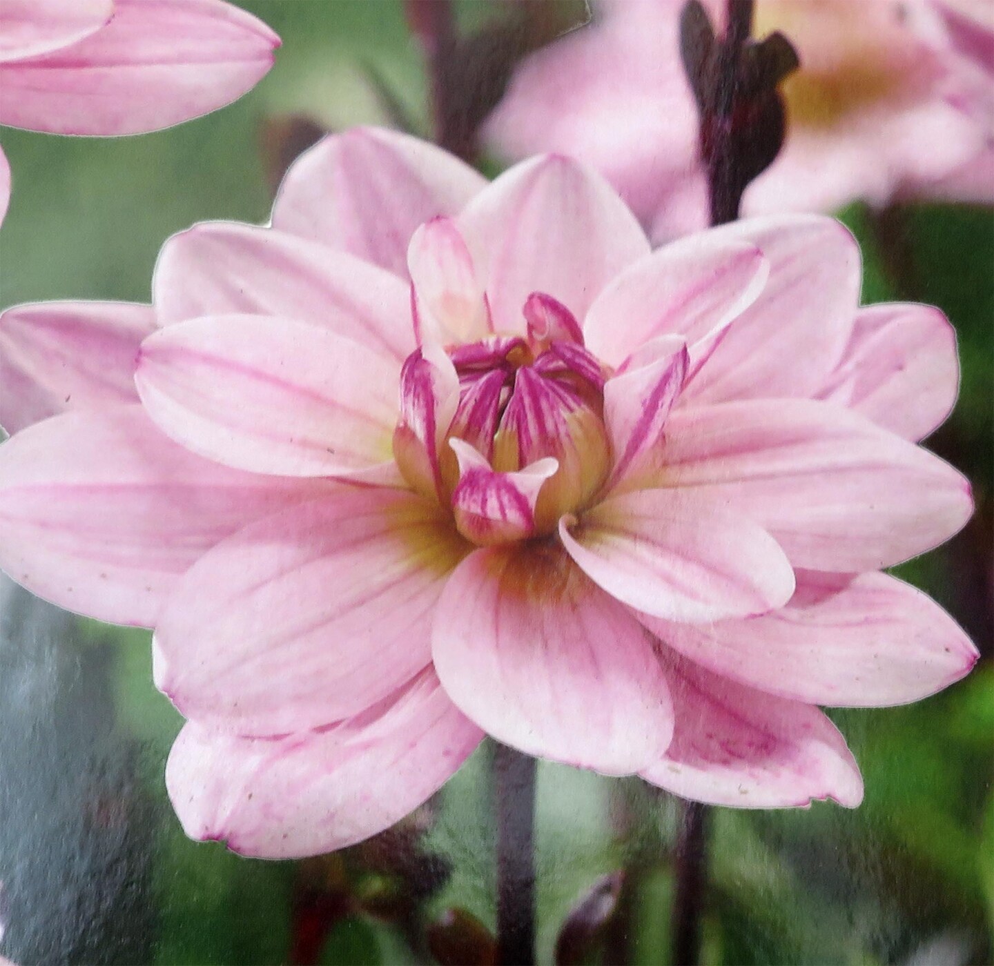 Pacific Jewel Dahlia - Decorative Flower - #1 Size Root Clump