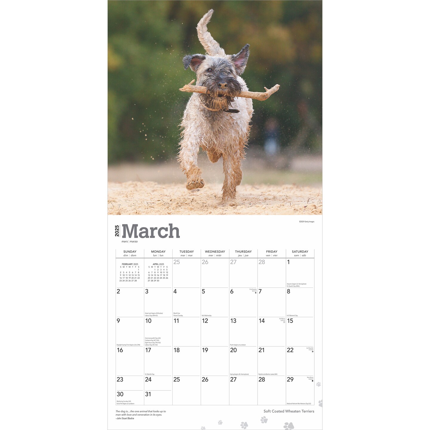 Soft Coated Wheaten Terriers | 2025 12 x 24 Inch Monthly Square Wall Calendar | Plastic-Free | BrownTrout | Animals Dog Breeds