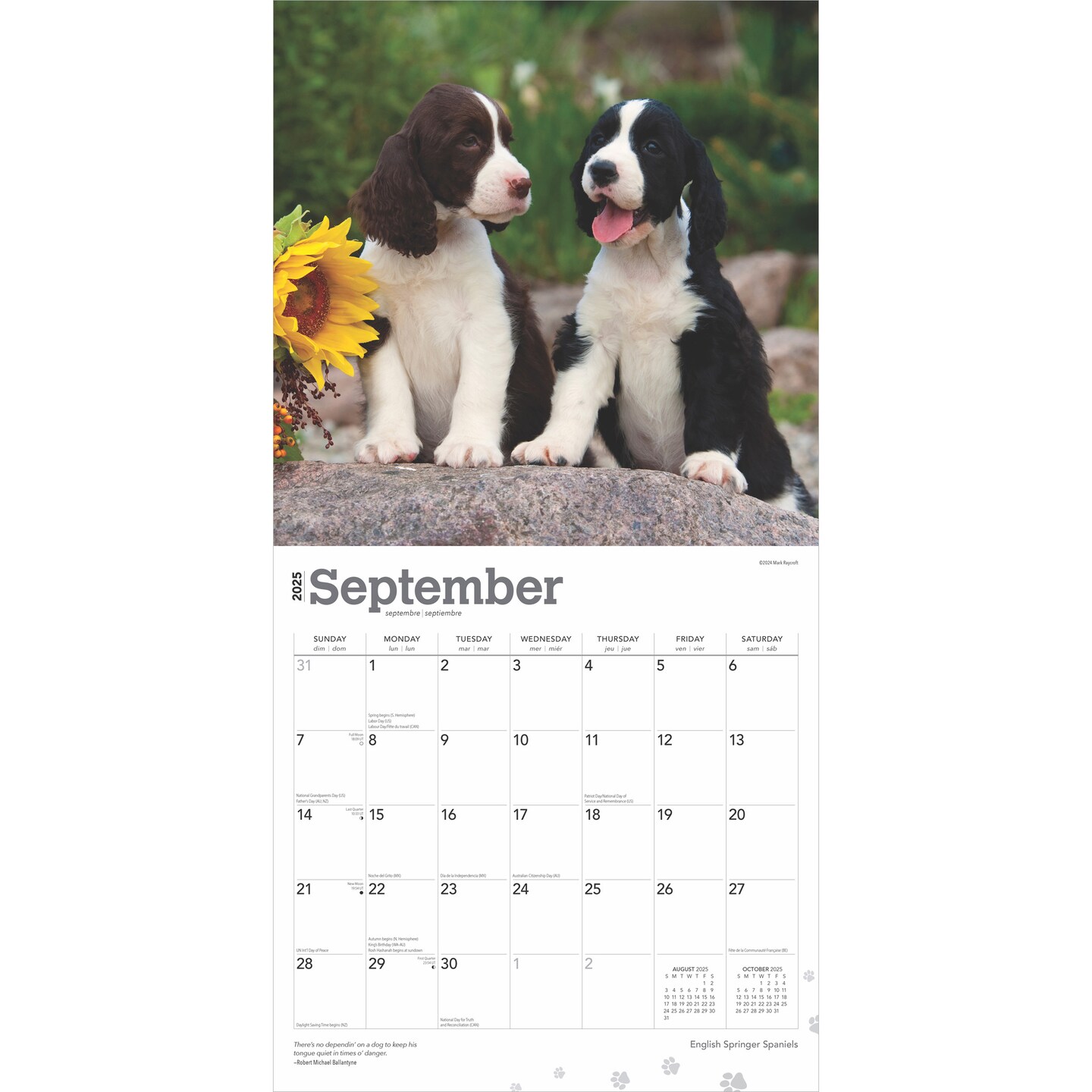 English Springer Spaniels | 2025 12 x 24 Inch Monthly Square Wall Calendar | Plastic-Free | BrownTrout | Animals Dog Breeds