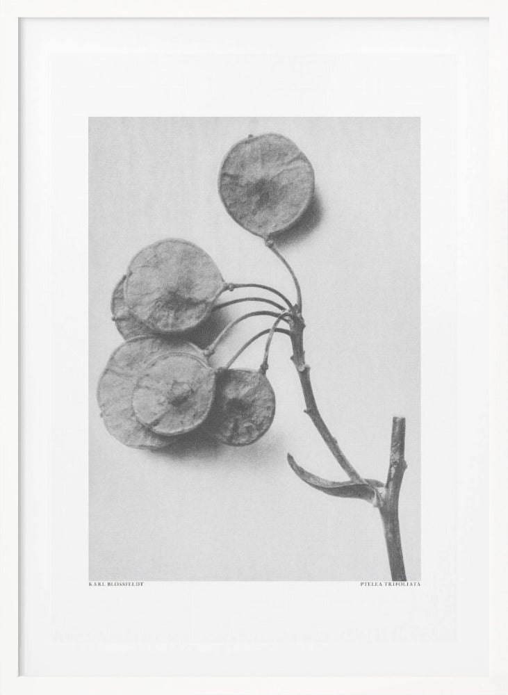 Ptelea Trifoliata Framed Art Modern Wall Decor Michaels