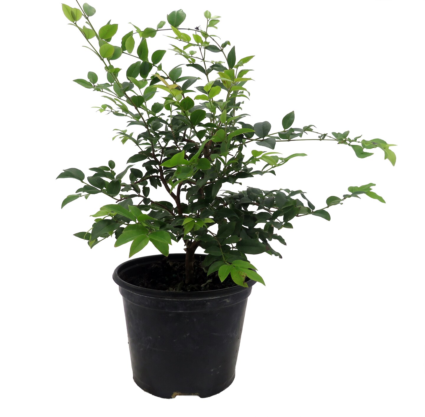 Jabuticaba Fruit Tree Plant - 6" Pot - Myrciaria -Tree That Fruits On It's Trunk