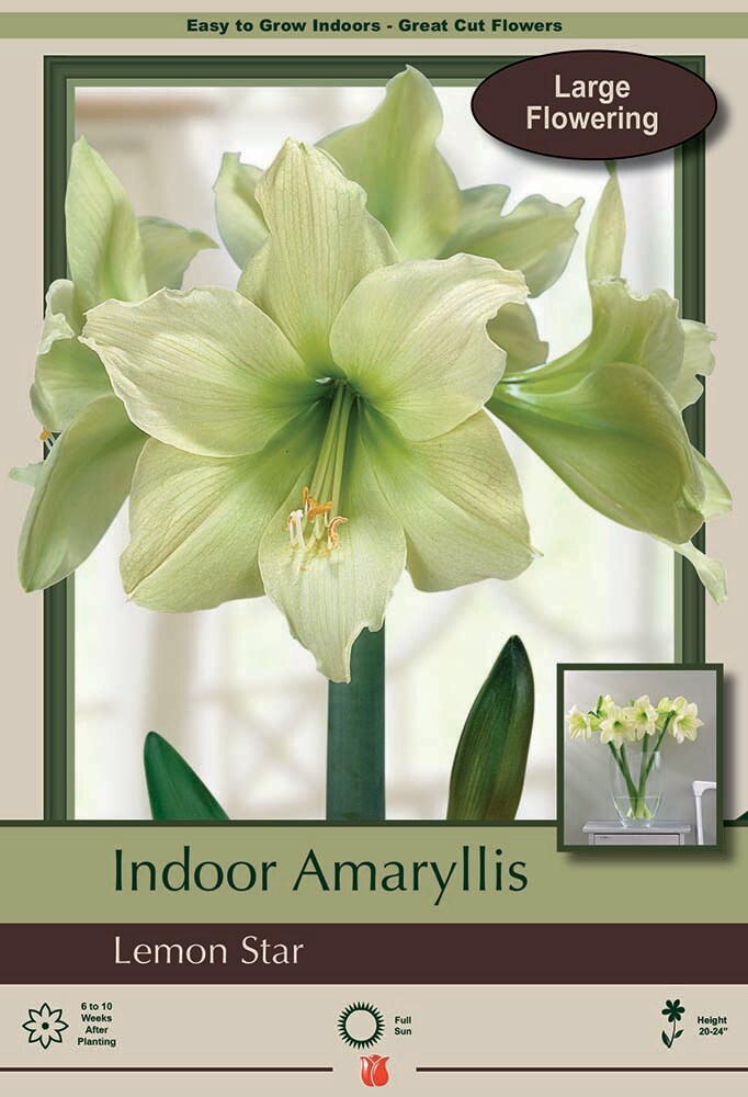 Lemon Star Amaryllis - Lemon Yellow - 32/34 cm Bulb - Immediate Shipping