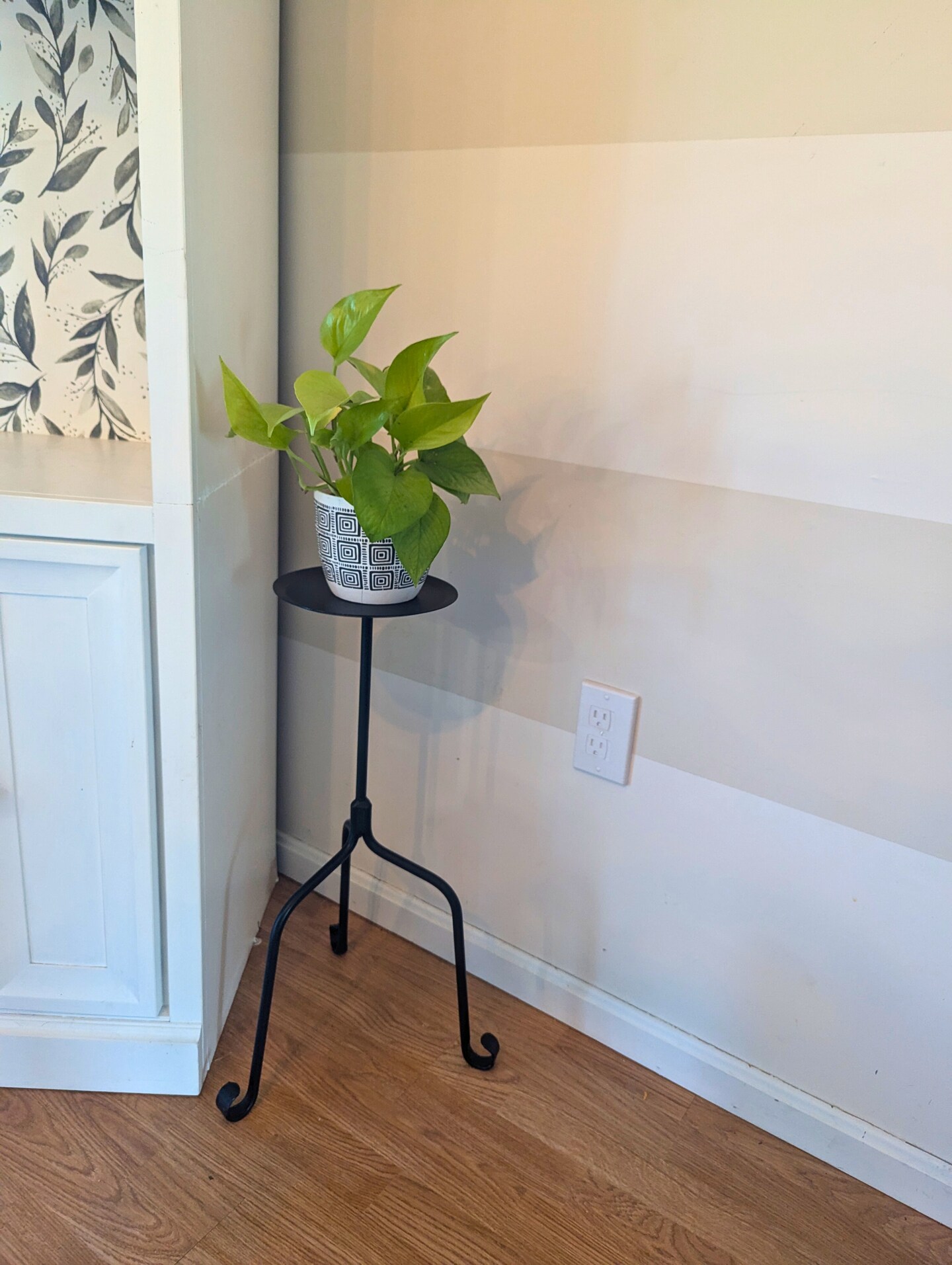 black vs green zz plant Pottplant Indoor Plants Combo : ZZ black and ZZ green Plant – PottPlant