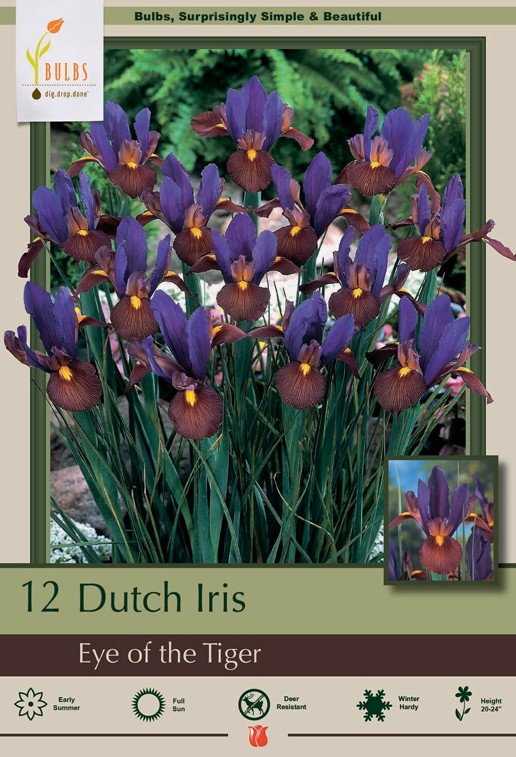 Eye of the Tiger Dutch Iris 12 Bulbs - Multiply Rapidly - 8/9 cm Bulbs