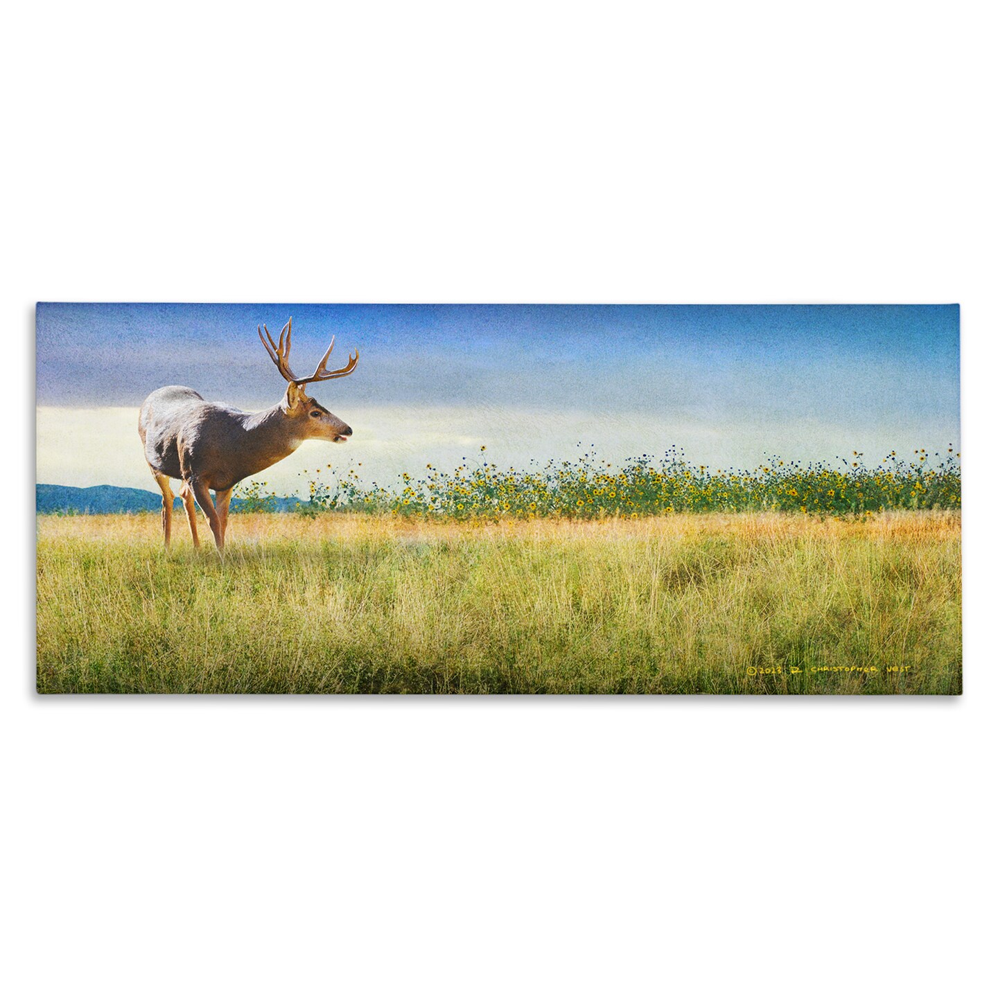 Stupell Industries Buck Deer in Field Canvas Wall Art Design by Chris Vest