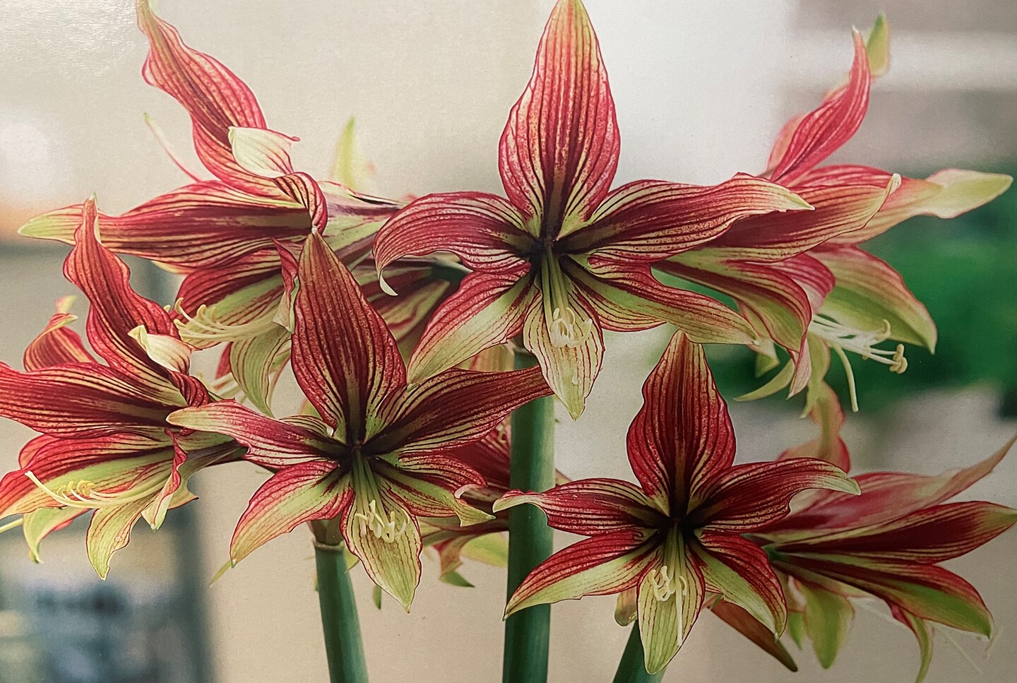 Mystica Amaryllis Bulb - Cybister - 34/36cm Bulb