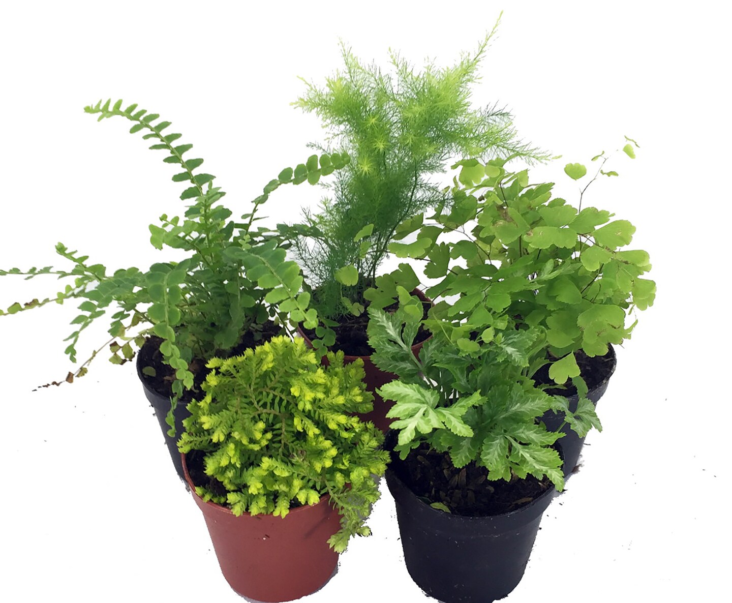 Mini Ferns for Terrariums/Fairy Garden - 5 Different Plants-2" Pots -Live Plants