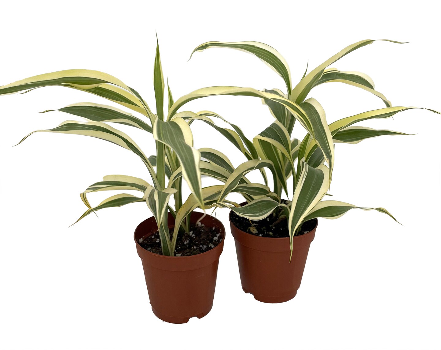 White Edged Lucky Bamboo Plant - Dracaena sanderiana - 2 Pack 2" Pots