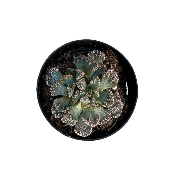 Concrete Leaf | 2.5 inch | Titanopsis calcareum | Mimicry Plants | Live  Succulent | Drought Tolerant | MakerPlace by Michaels