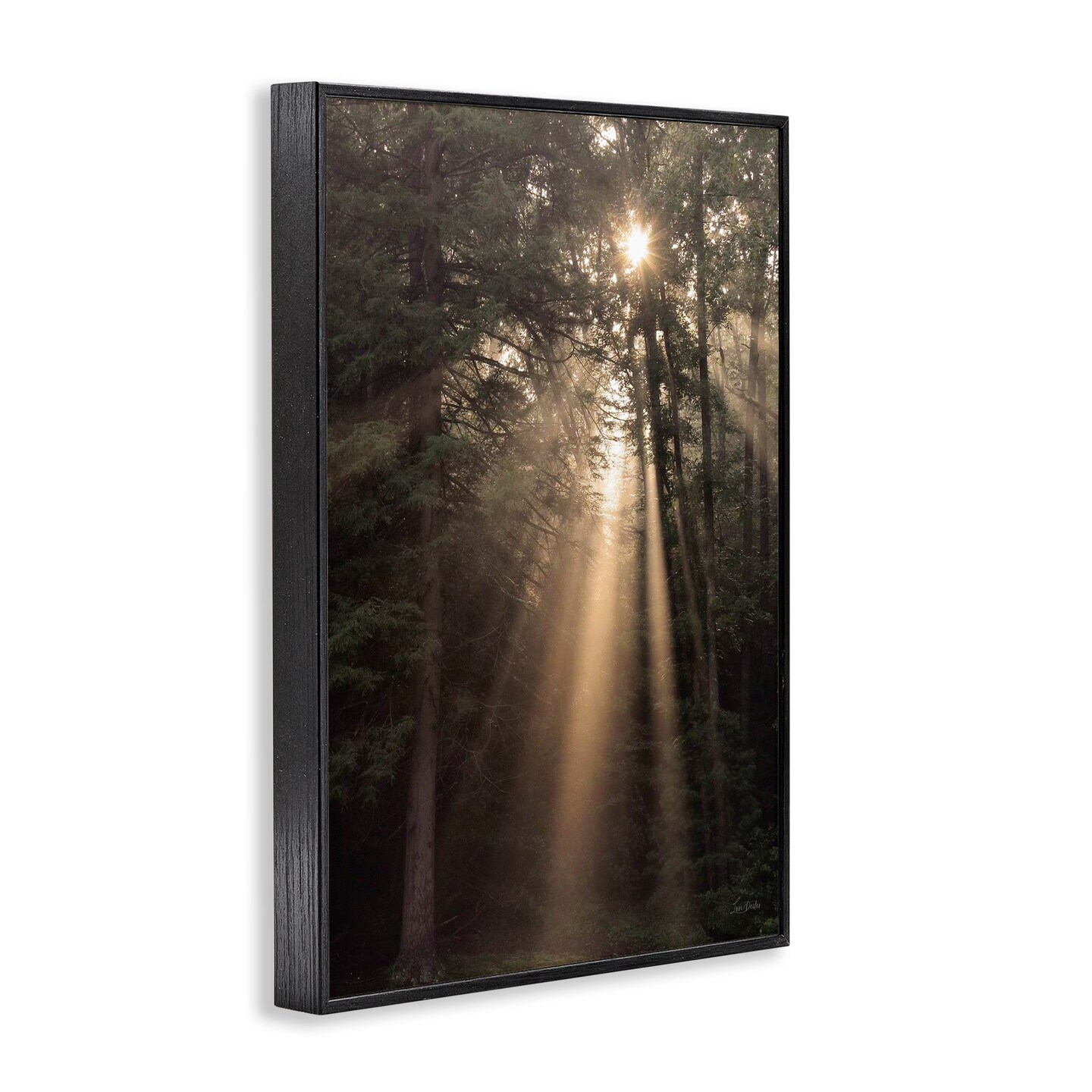 Stupell Industries Sunlight Through Tree Canopy Framed Giclee Wall Art Design by Lori Deiter