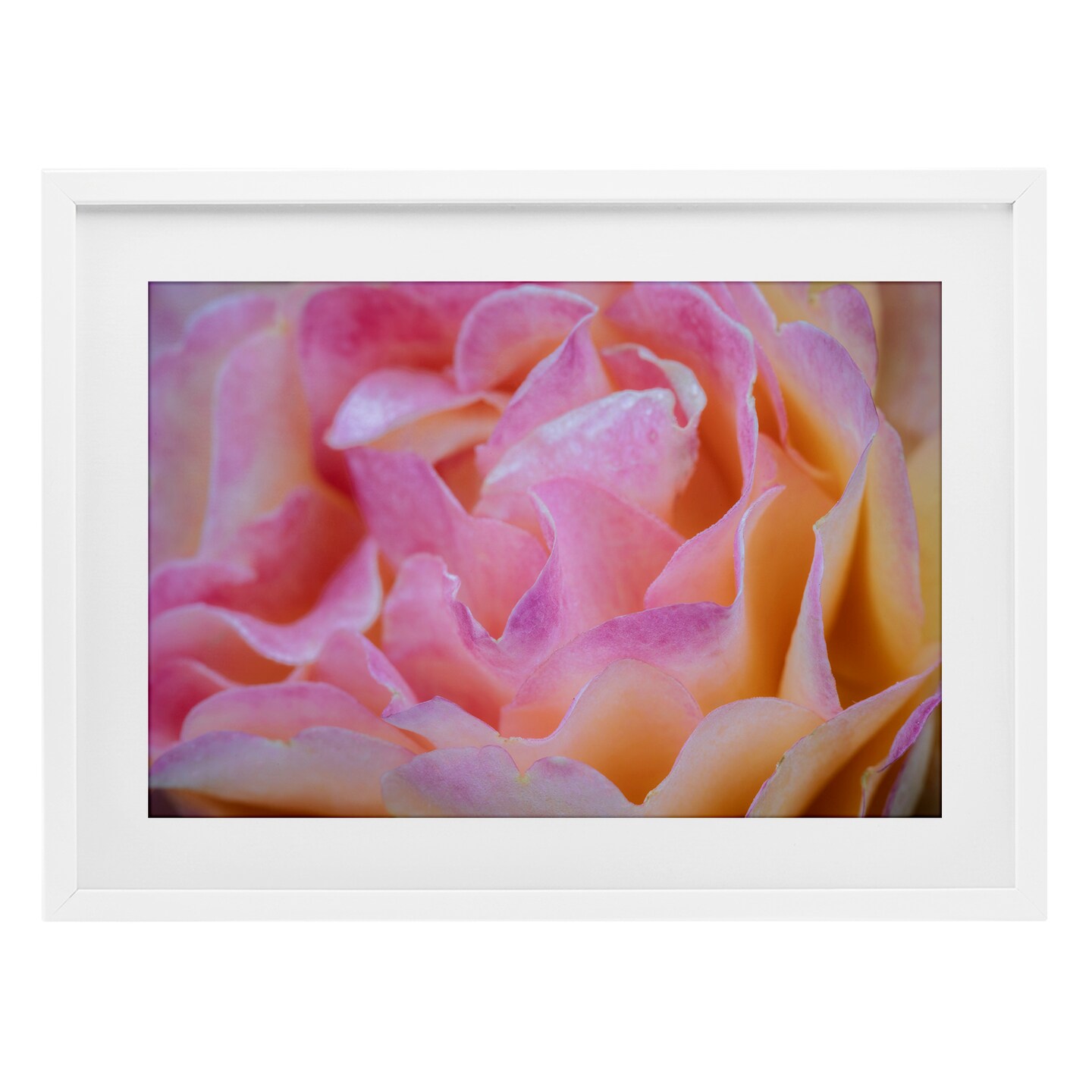 Stupell Industries Pink Floral Petals Palette Framed Print Under Glass, design by James Rodewald