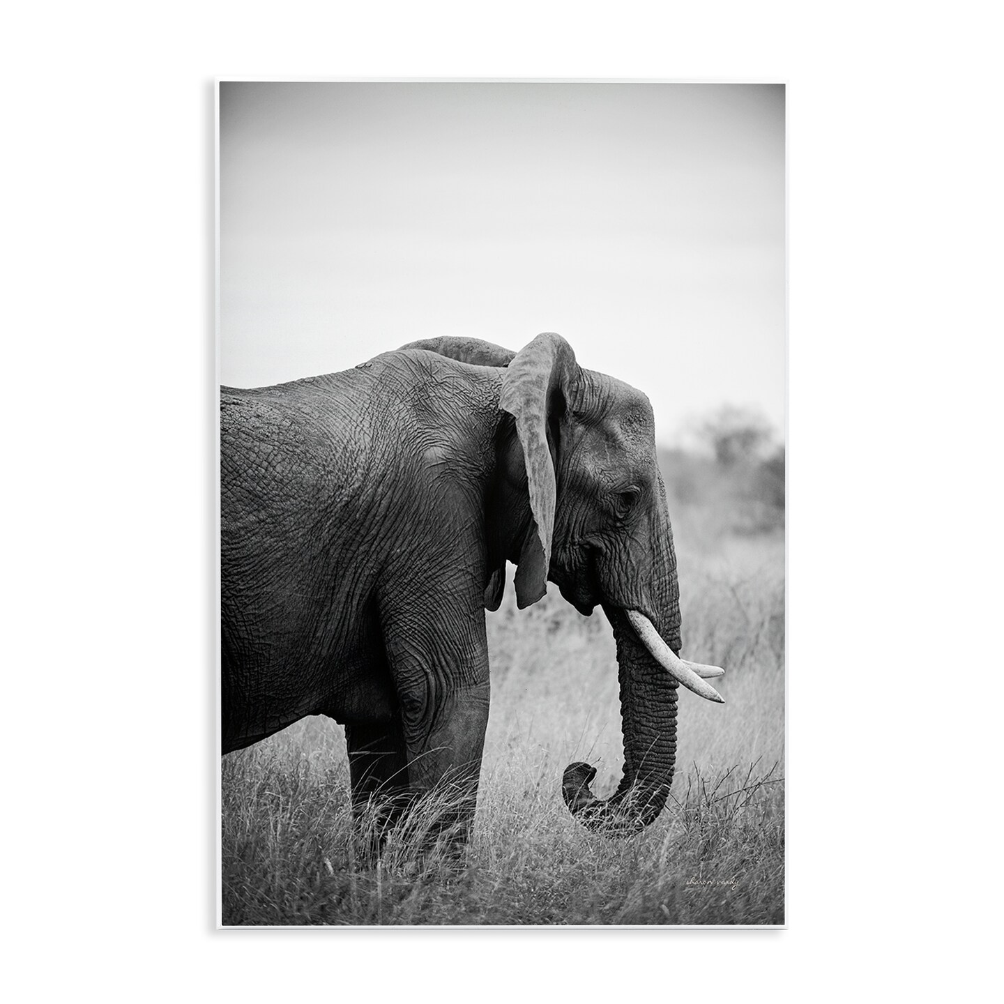 Stupell Industries Side Profile Elephant Wall Plaque Art Design by Sharon Vardy
