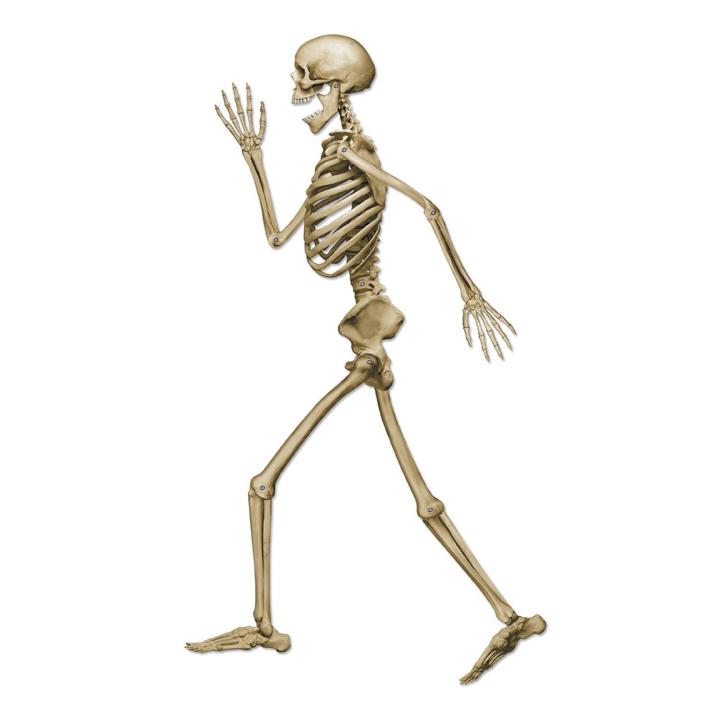 12 Pack Beistle Halloween Profile Pete Jointed Skeleton