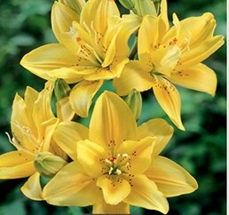 Fata Morgana Double Asiatic Lily - 2 Bulbs 14/16 cm - Bright Yellow