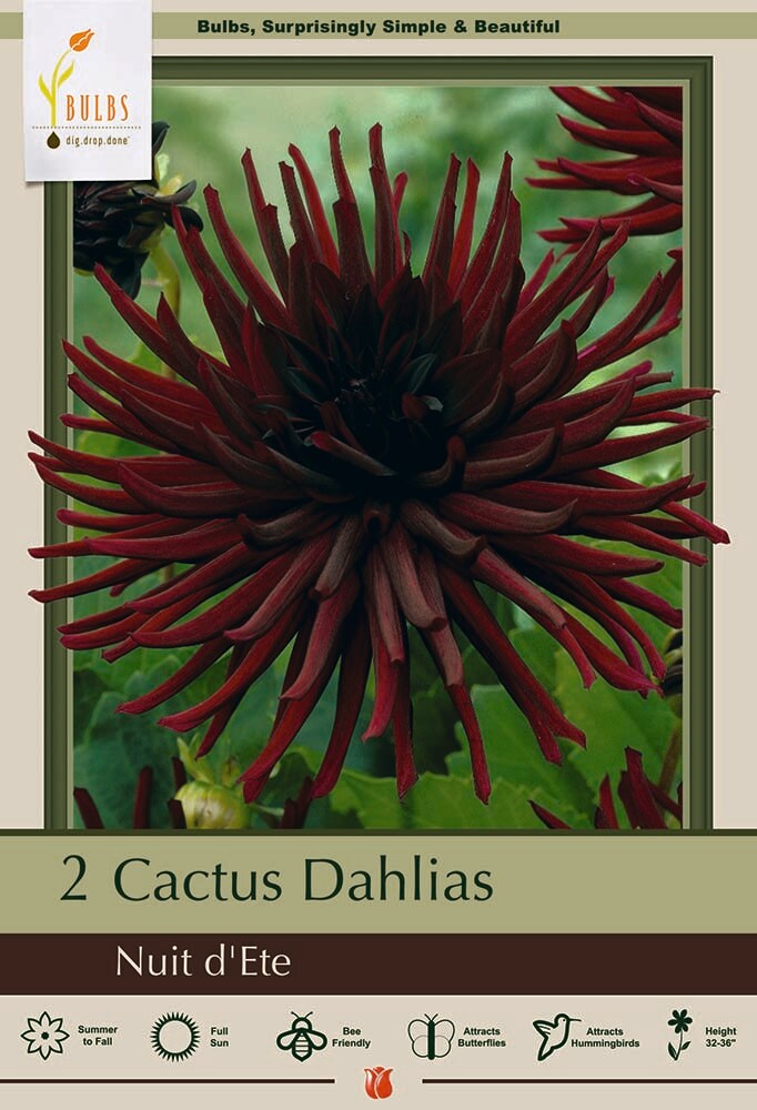 Nuit d&#x27; Ete Dinnerplate Cactus Dahlia - 2 Root Clumps - NEW!