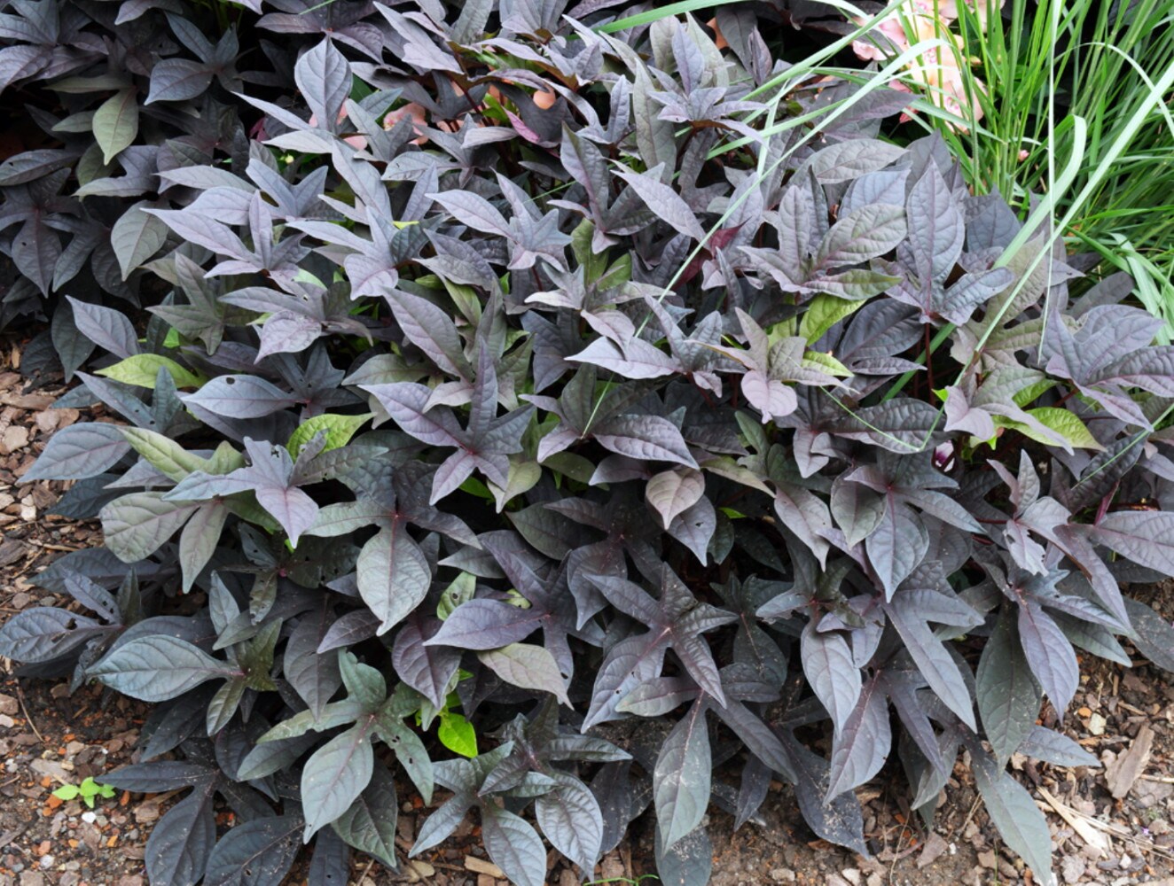 Blackie Sweet Potato Vine - Ipomoea - 6&#x22; Pot - Ornamental