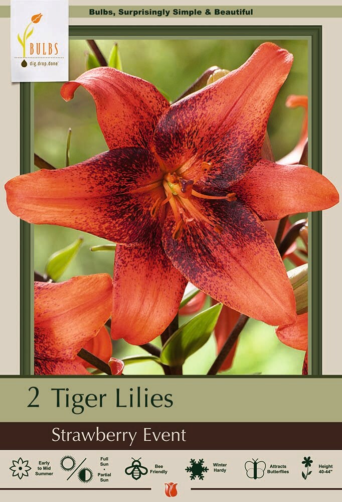 Strawberry Event Tiger Lily - 2 Bulbs 14/16cm - Bright Red Peppered Black