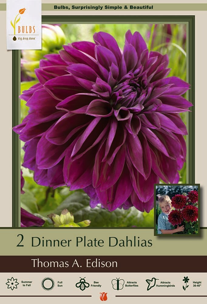 Thomas Edison Decorative Dahlia - 2 Bulb Clumps - Purple Petals