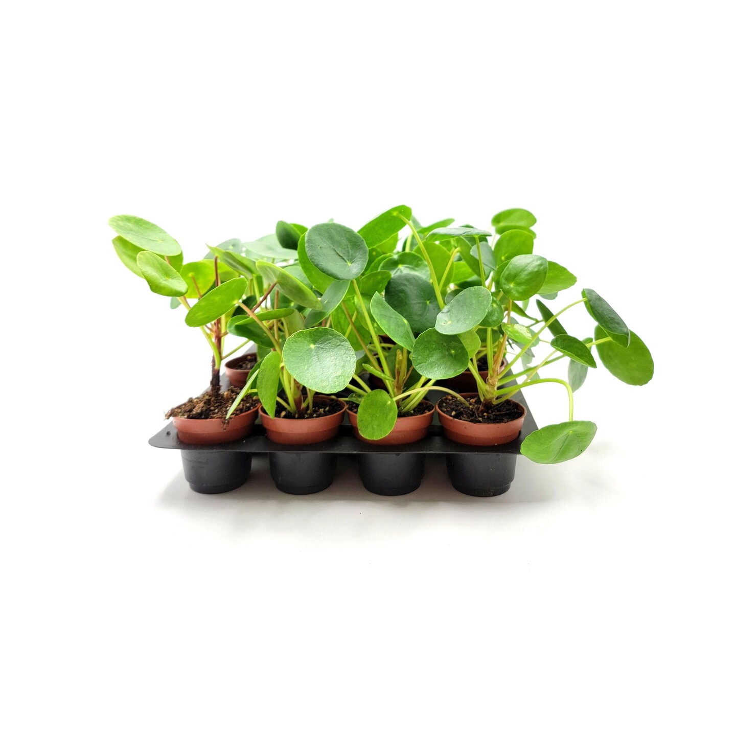 Wholesale Plants, Bulk Chinese Money Plant, Pilea peperomioides, UFO Plant,  Pancake Plant for Volume Discount, Group Order - 10 2.5" Pots | MakerPlace  by Michaels