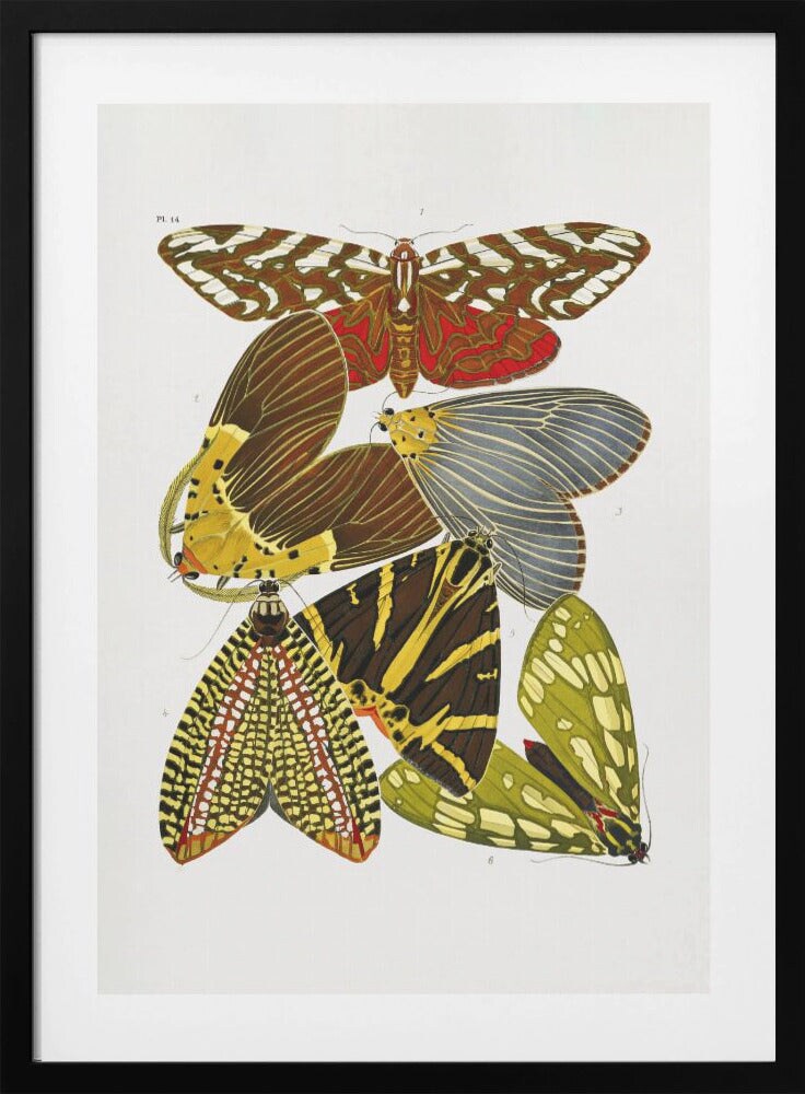 Butterflies 6 by Emile Alain Seguy Framed Art