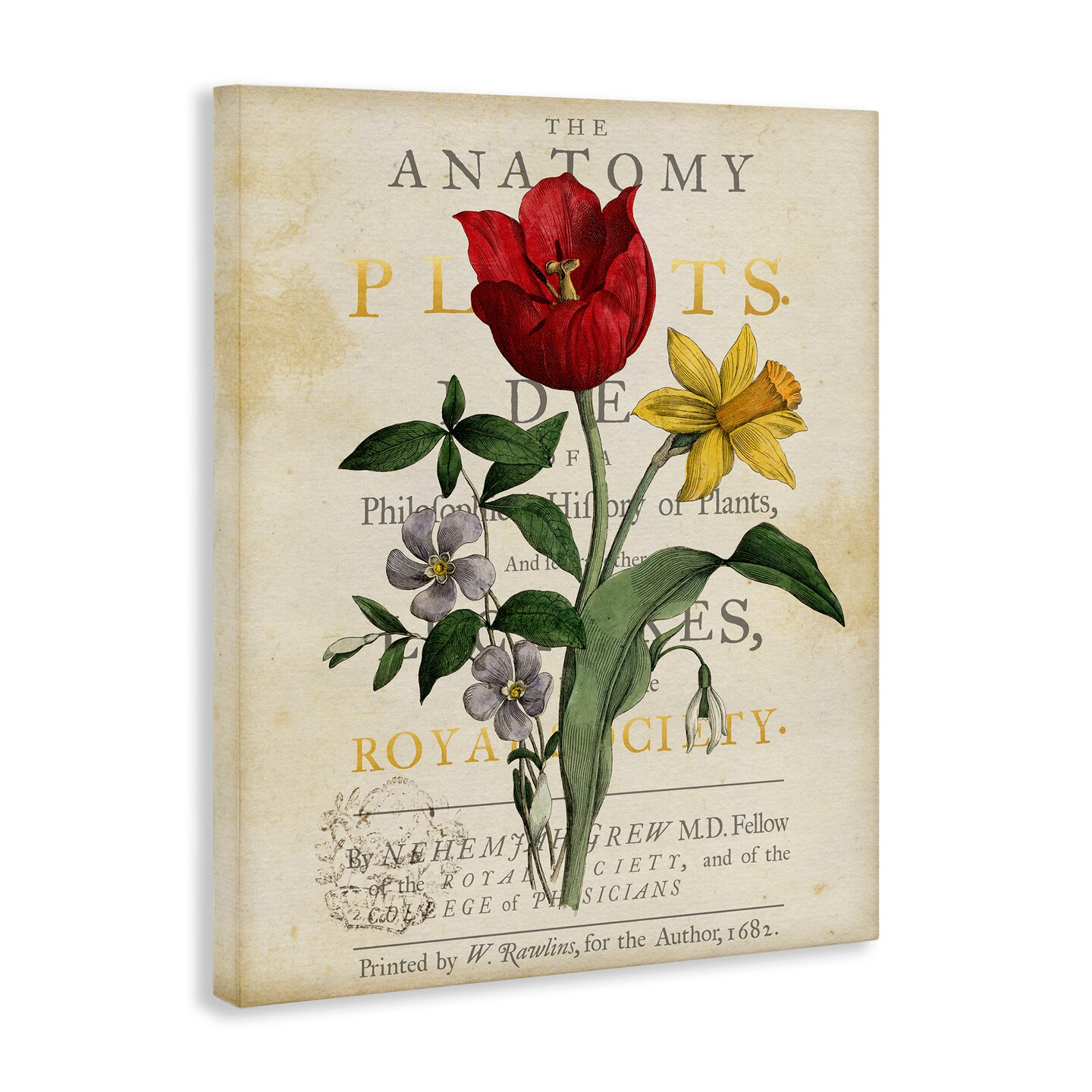 Stupell Industries Antique Anatomy of Plants Canvas By Susan Arnot