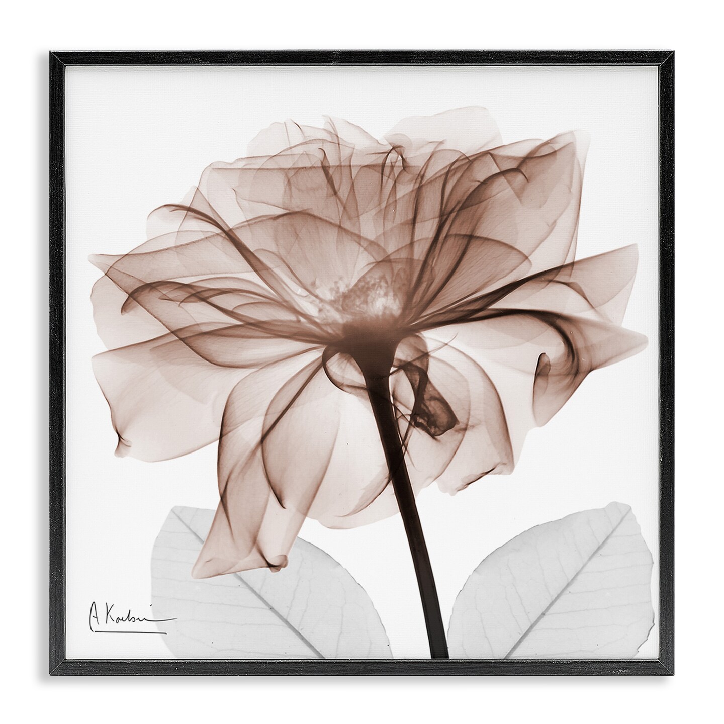 Stupell Industries Opaque Rose Blossom Framed Giclee By Albert Koetsier