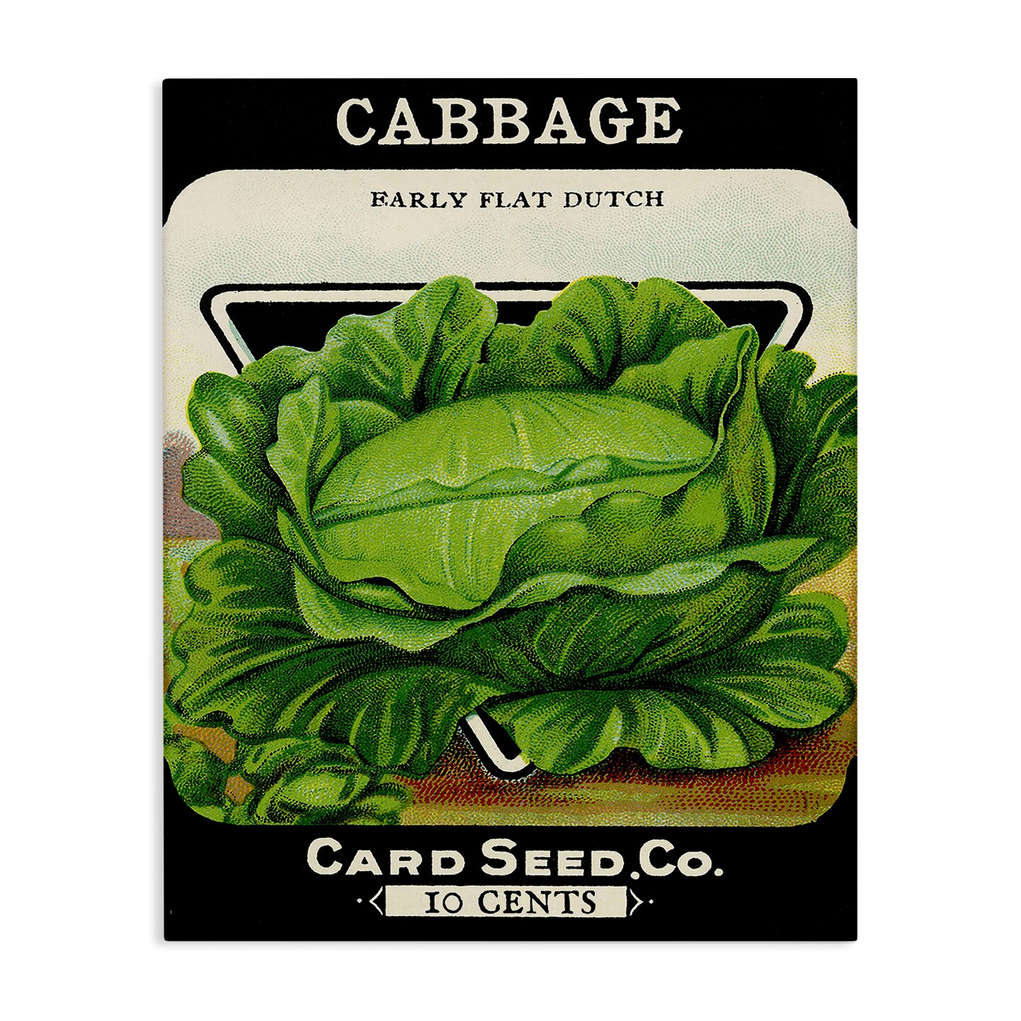Stupell Industries Vintage Gardening Cabbage Canvas By Lil' Rue