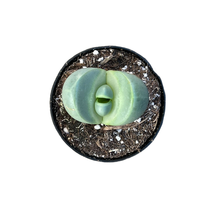 spider plant seeds for sale Spider Flower Seeds  World of Mirth
