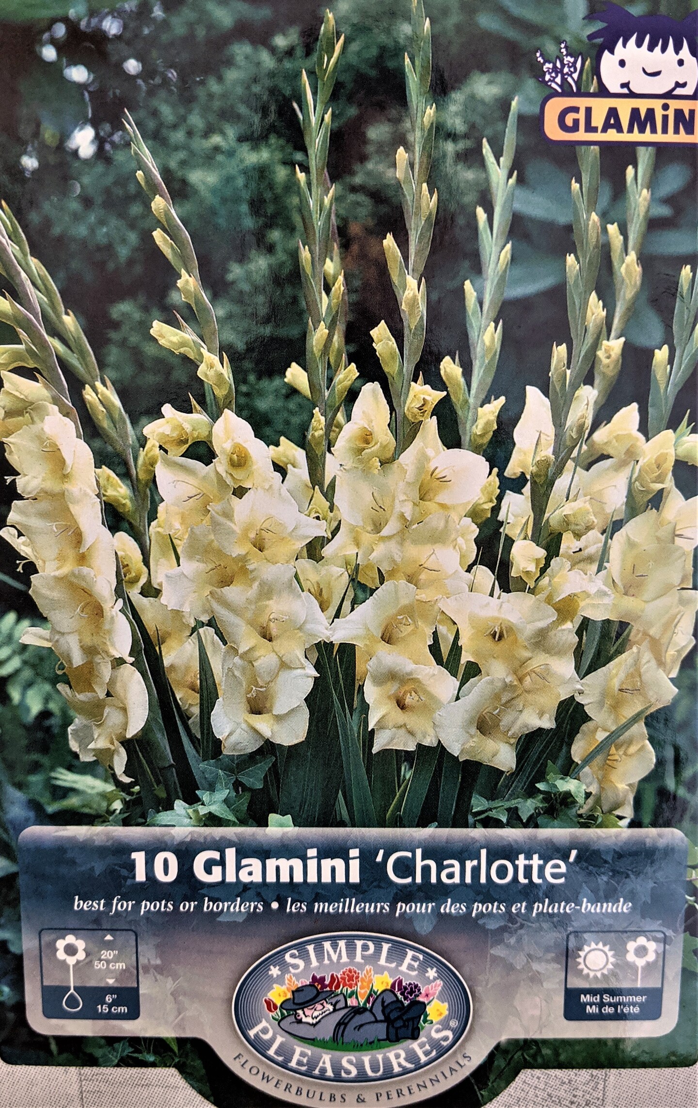 Charlotte Glamini Gladiolus 10 Bulbs - NEW! - Petite Buttery White - 10/12 cm
