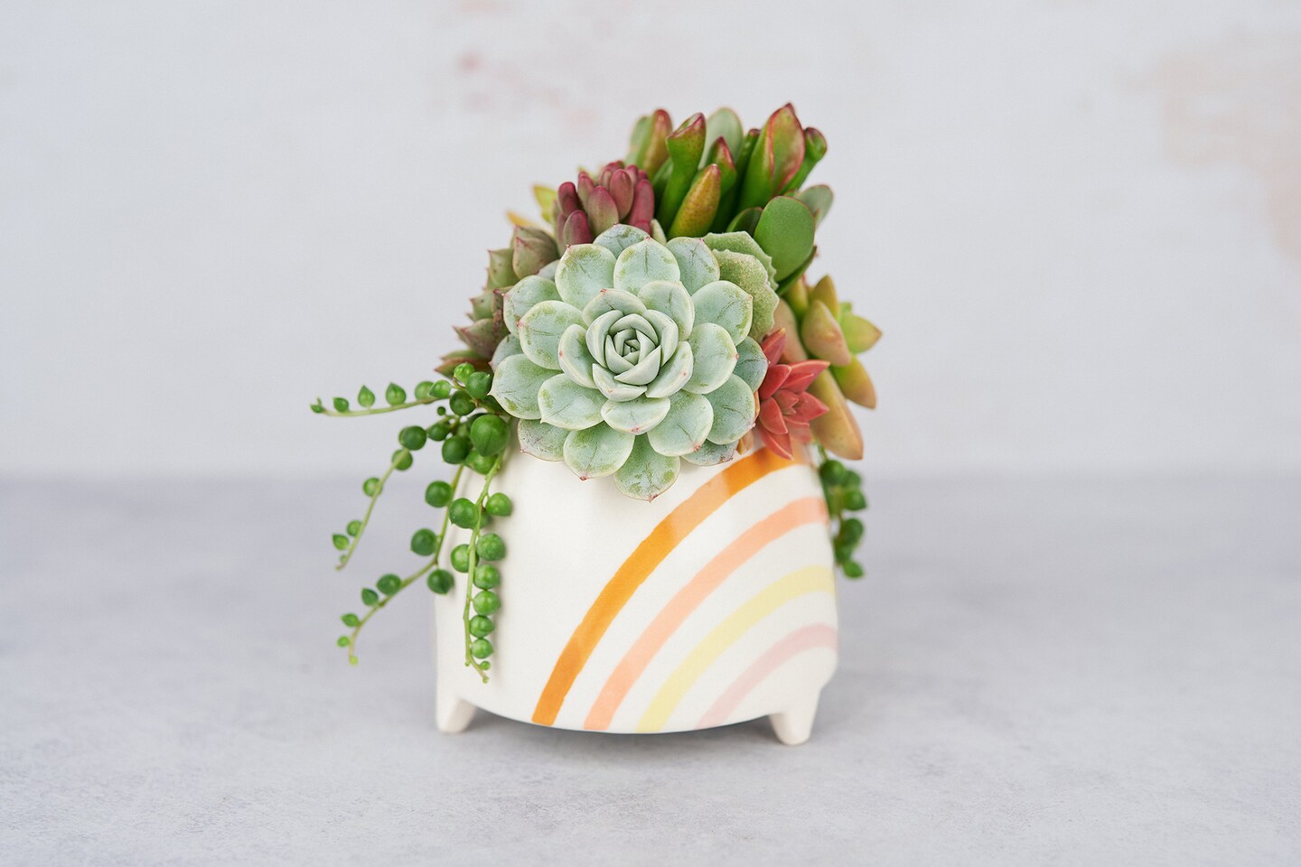 Rainbow Gram Living Succulent Arrangement Gift