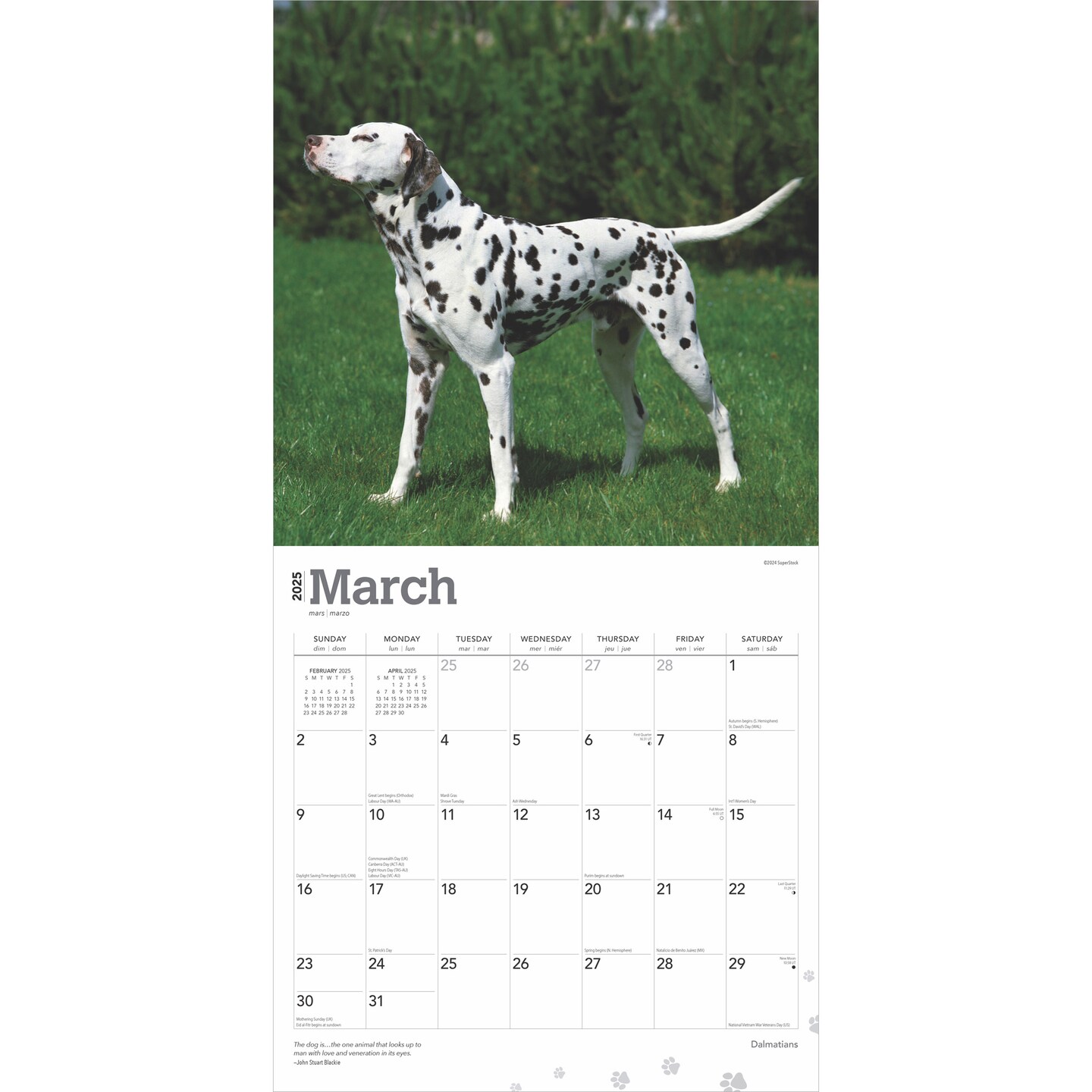 Dalmatians | 2025 12 x 24 Inch Monthly Square Wall Calendar | Plastic-Free | BrownTrout | Animals Dog Breeds