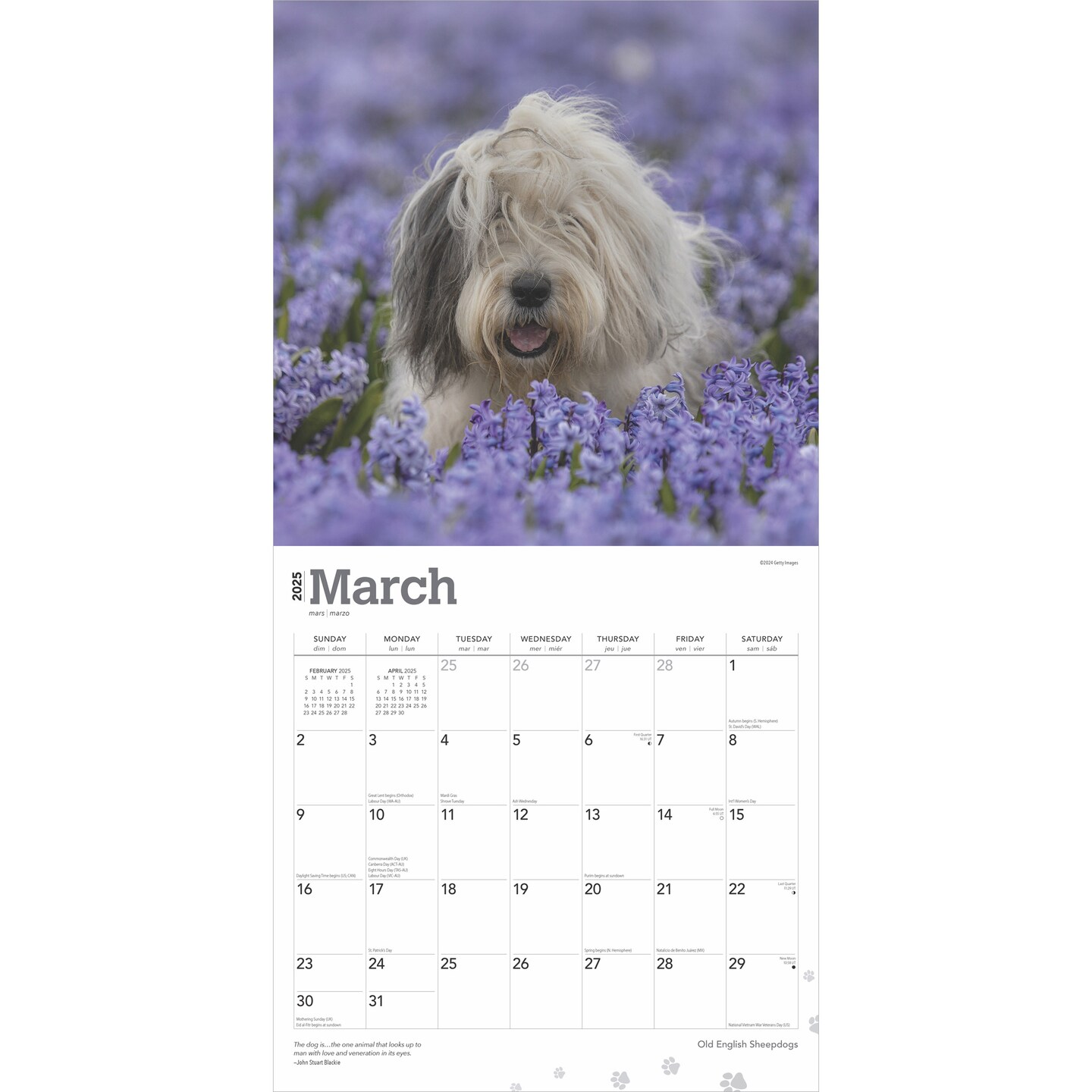 Old English Sheepdogs | 2025 12 x 24 Inch Monthly Square Wall Calendar | Plastic-Free | BrownTrout | Animals Dog Breeds