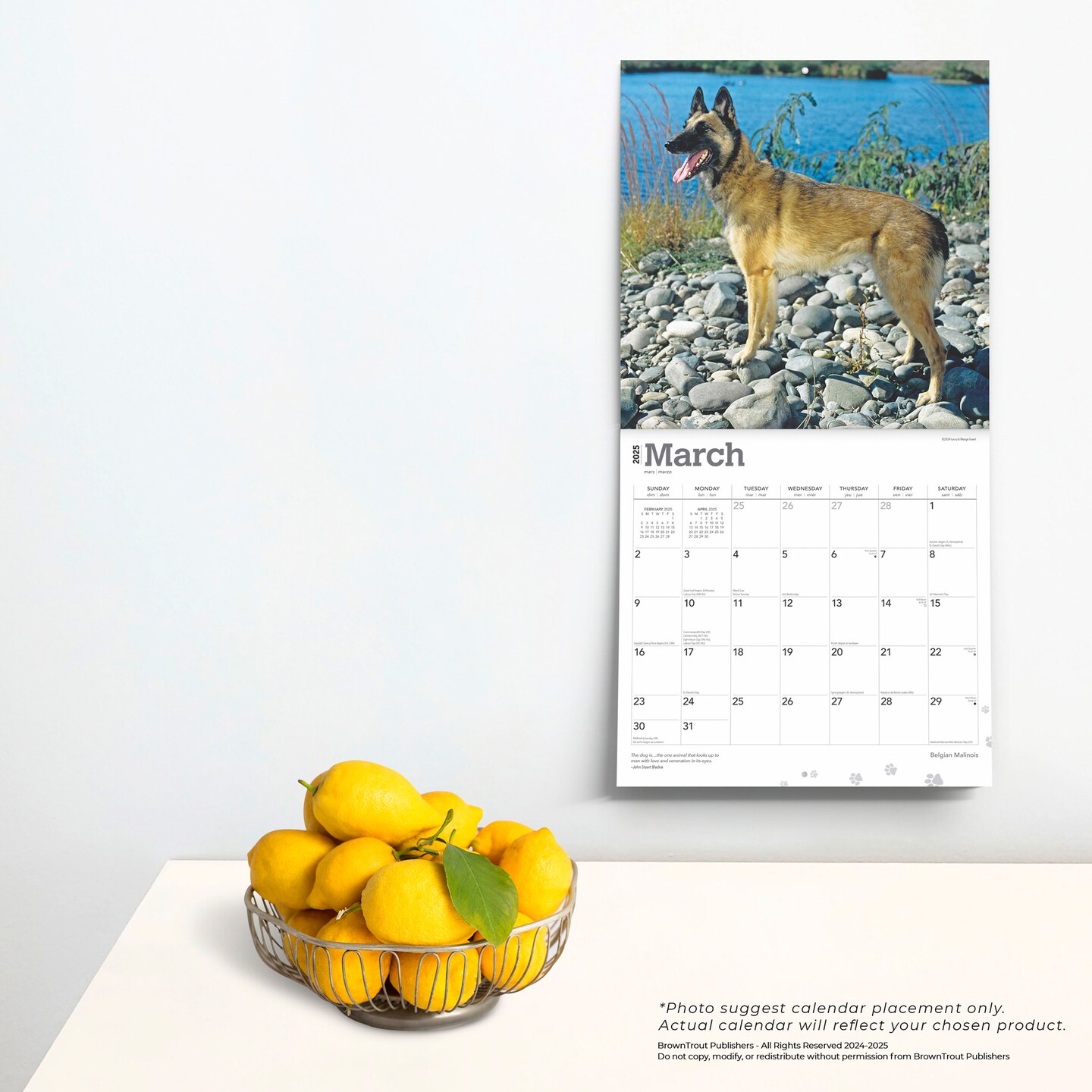 Belgian Malinois | 2025 12 x 24 Inch Monthly Square Wall Calendar | Plastic-Free | BrownTrout | Animals Dog Breeds