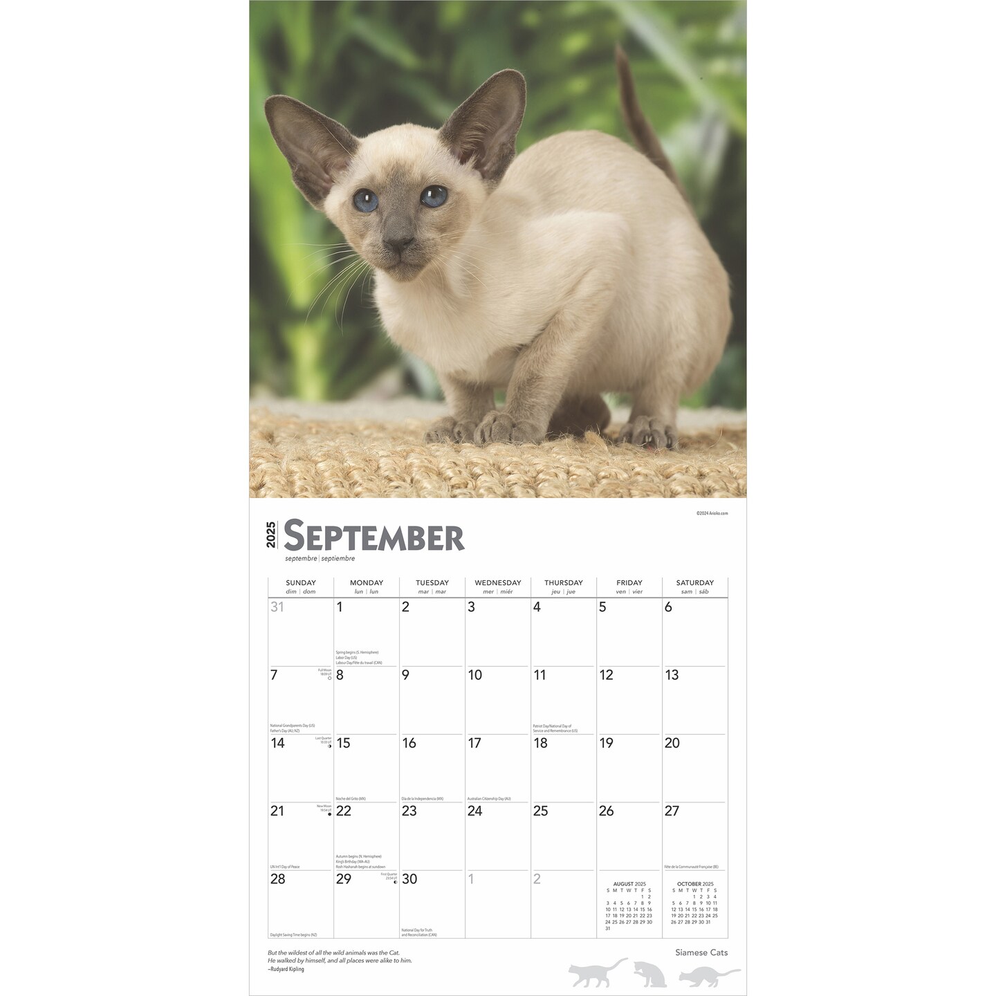 Siamese Cats | 2025 12 x 24 Inch Monthly Square Wall Calendar | Plastic-Free | BrownTrout | Animals Kittens Feline