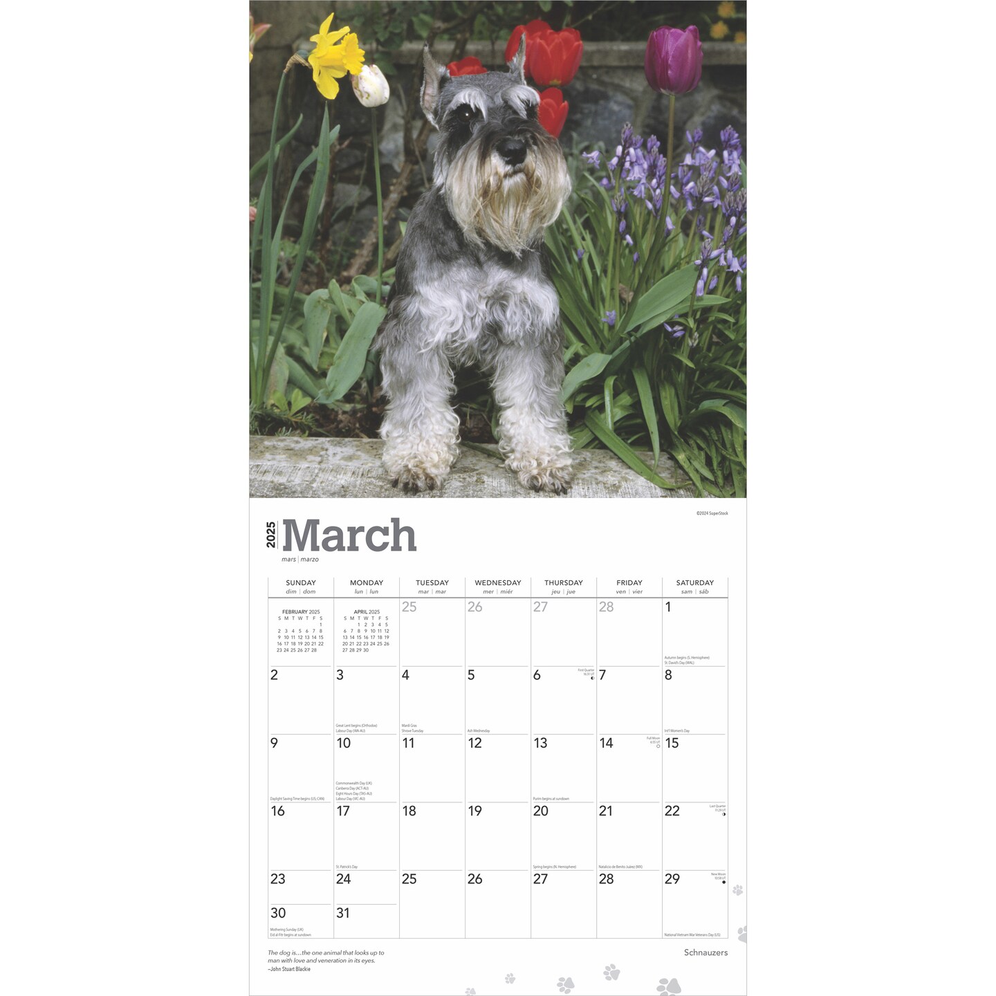Schnauzers | 2025 12 x 24 Inch Monthly Square Wall Calendar | Plastic-Free | BrownTrout | Animals Dog Breeds