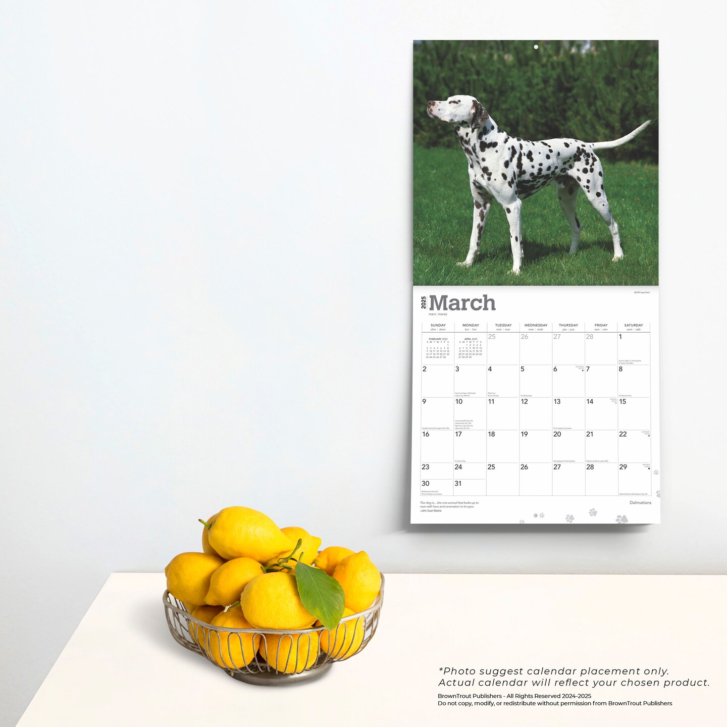 Dalmatians | 2025 12 x 24 Inch Monthly Square Wall Calendar | Plastic-Free | BrownTrout | Animals Dog Breeds